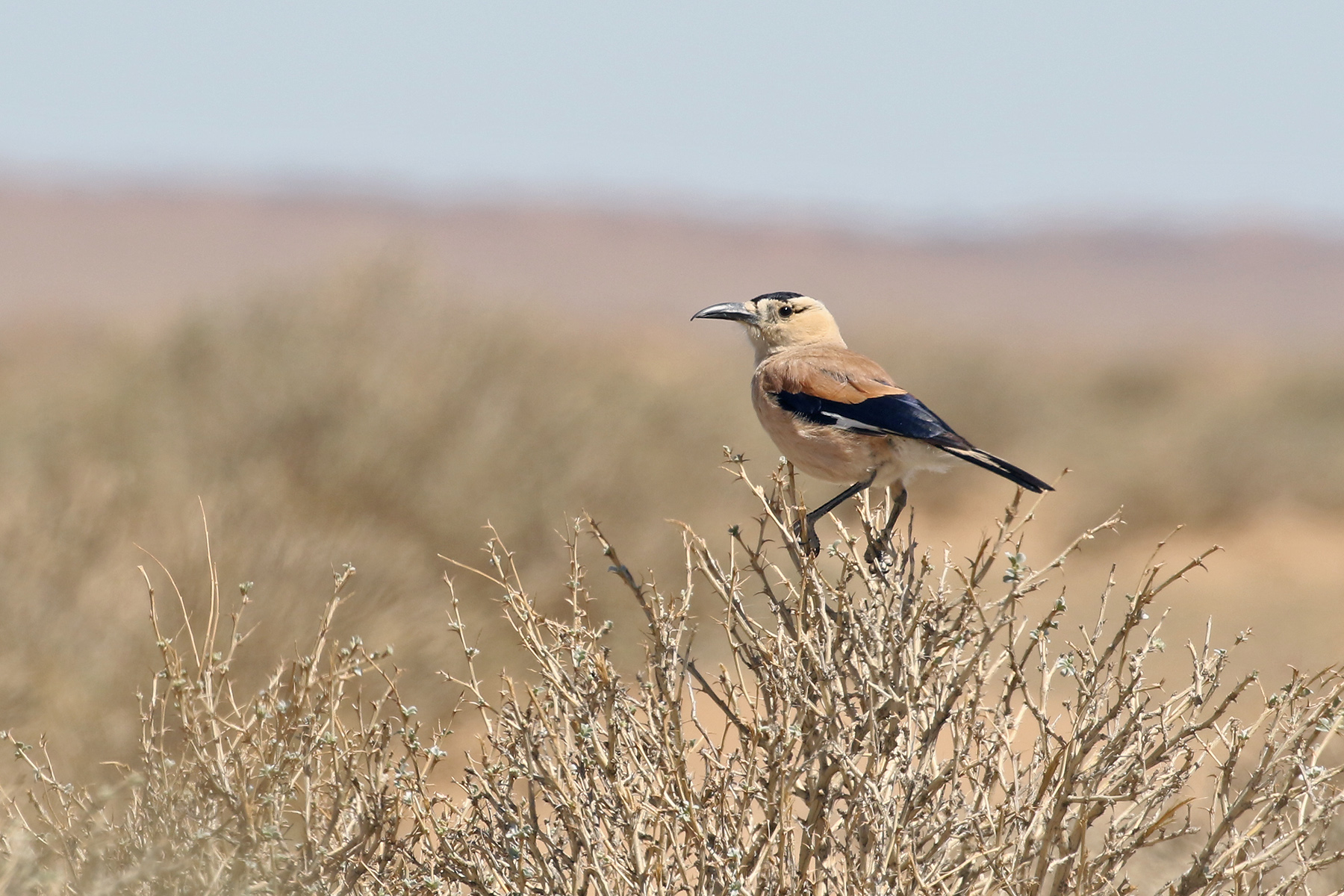 Henderson's or Mongolian Ground Jay (image by János Oláh)