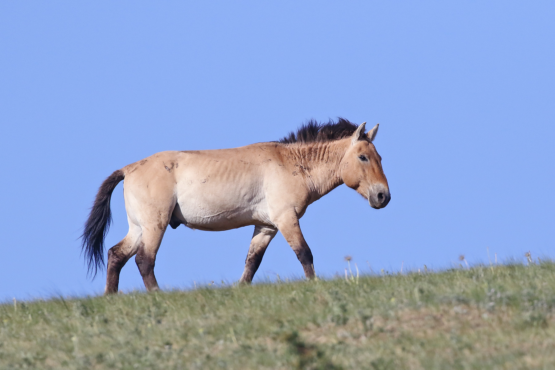 Przewalski's Horse (image by János Oláh)