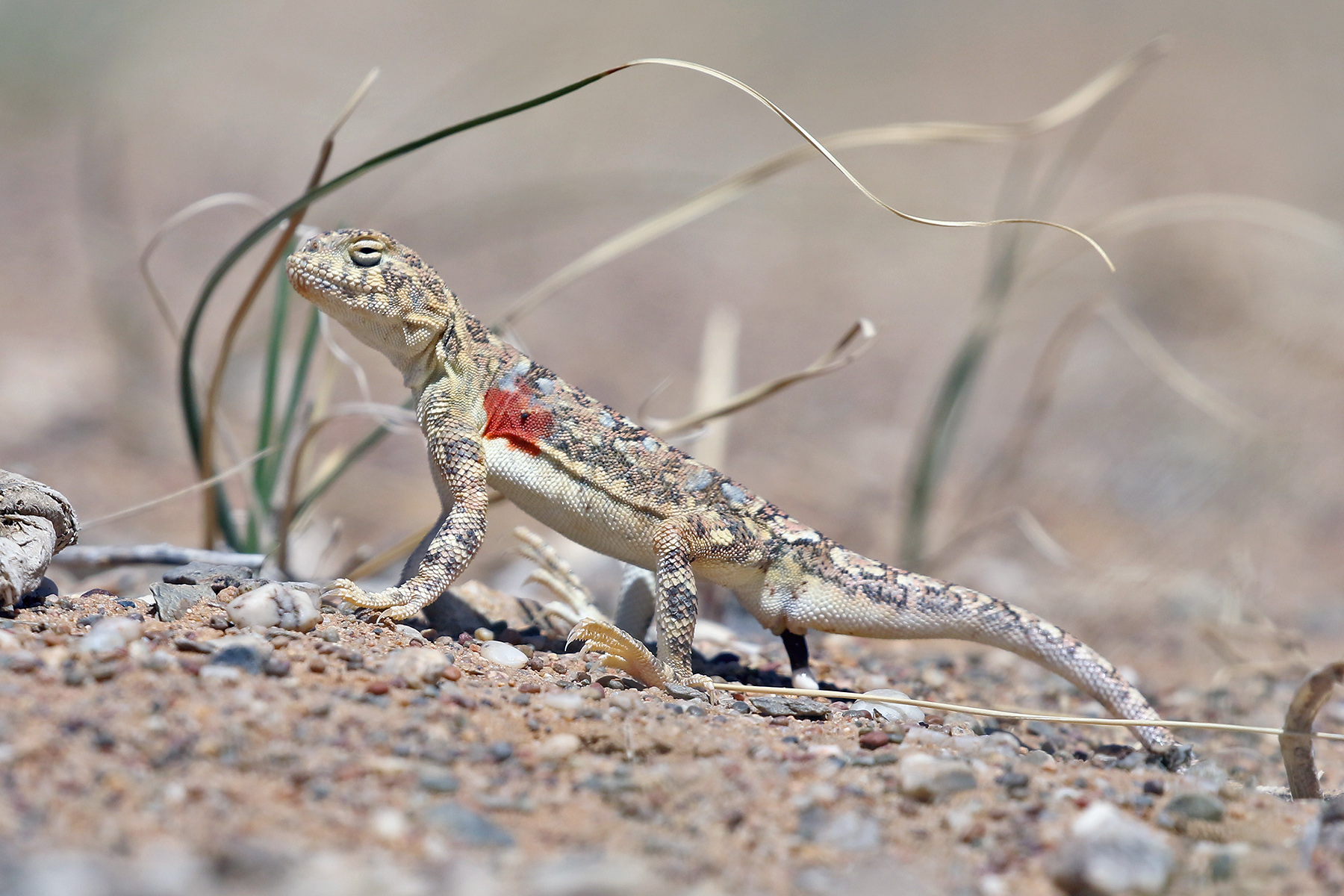 Toad-headed Agama (image by János Oláh)