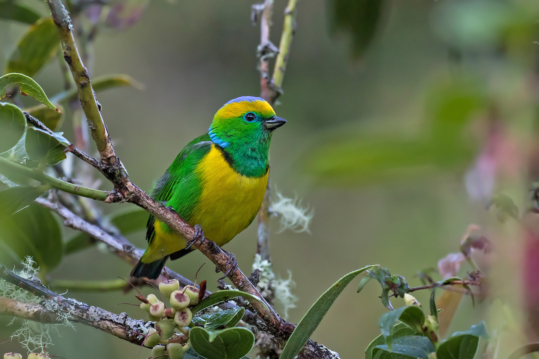Golden-browed Chlorophonia (image by Pete Morris)