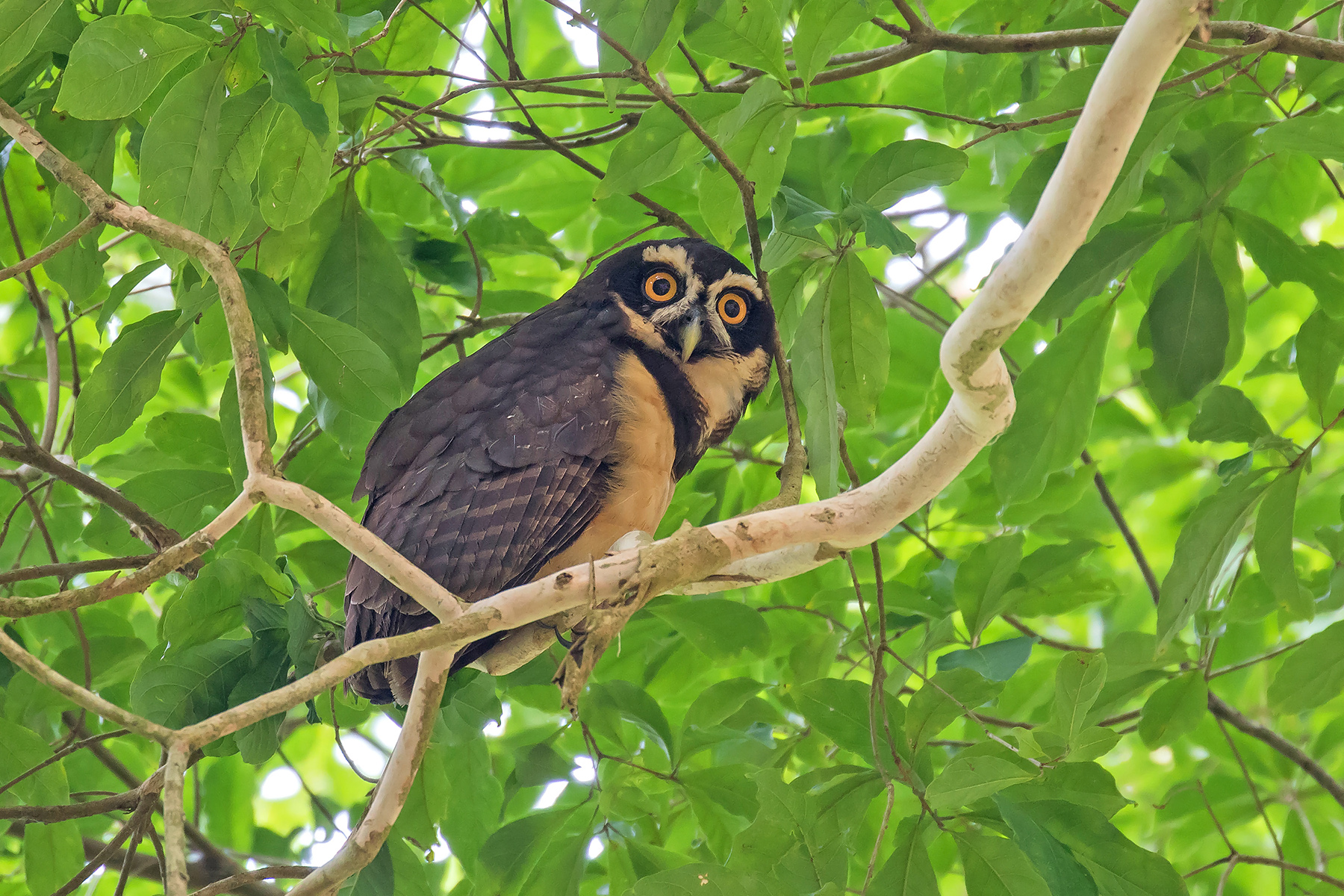 Spectacled Owl (image by Pete Morris)