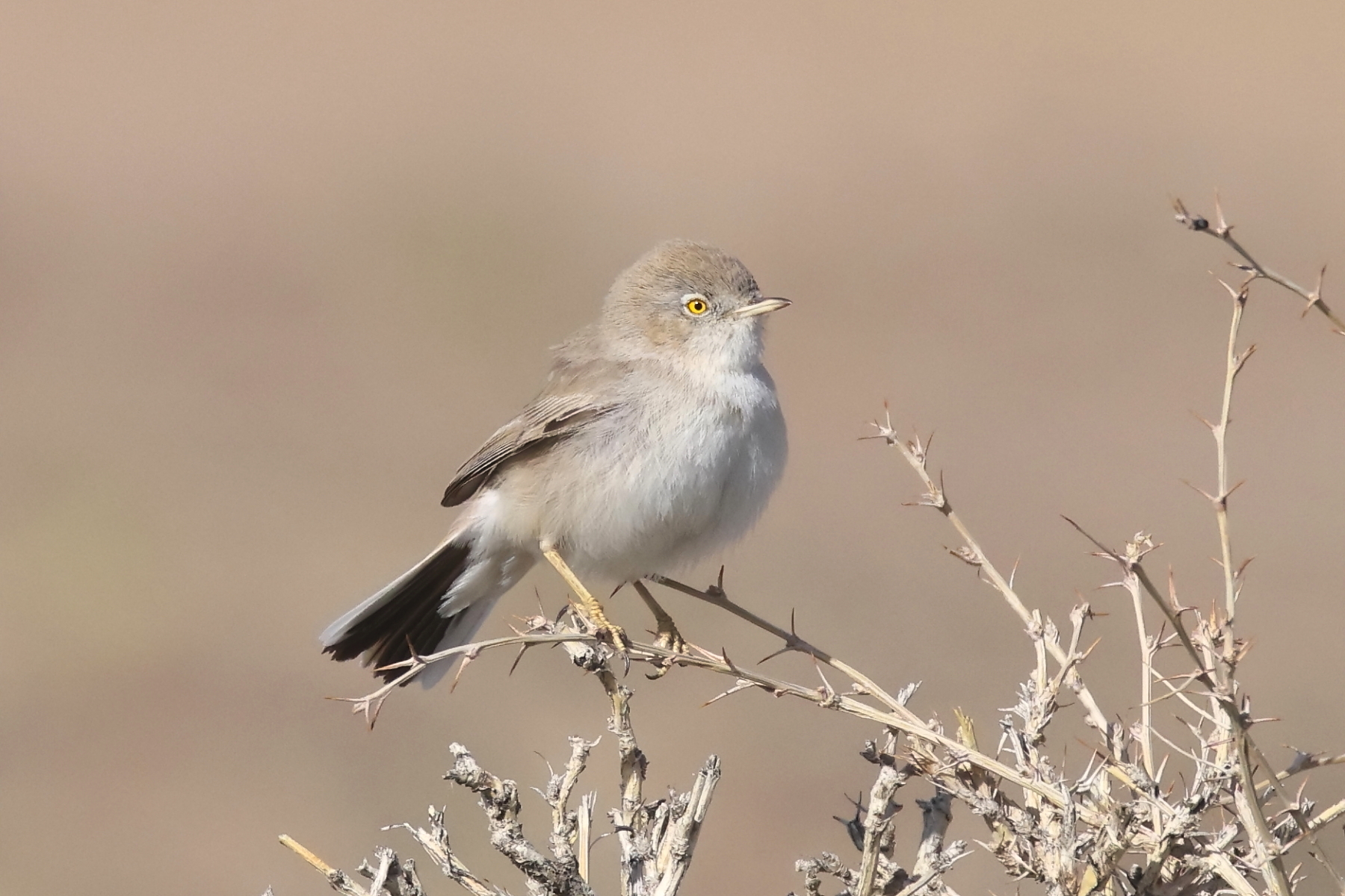 Asian Desert Warbler (image by János Oláh)