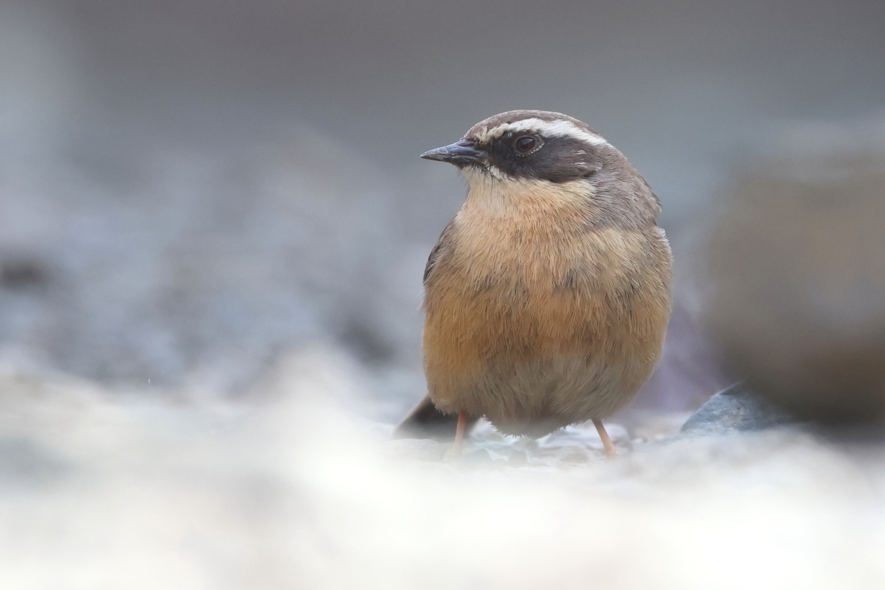 Brown Accentor (image by János Oláh)