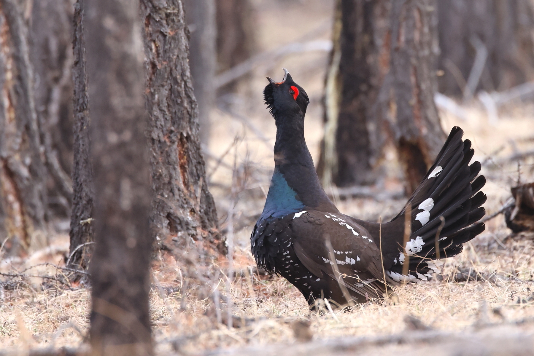 Black-billed Capercaillie (image by János Oláh)