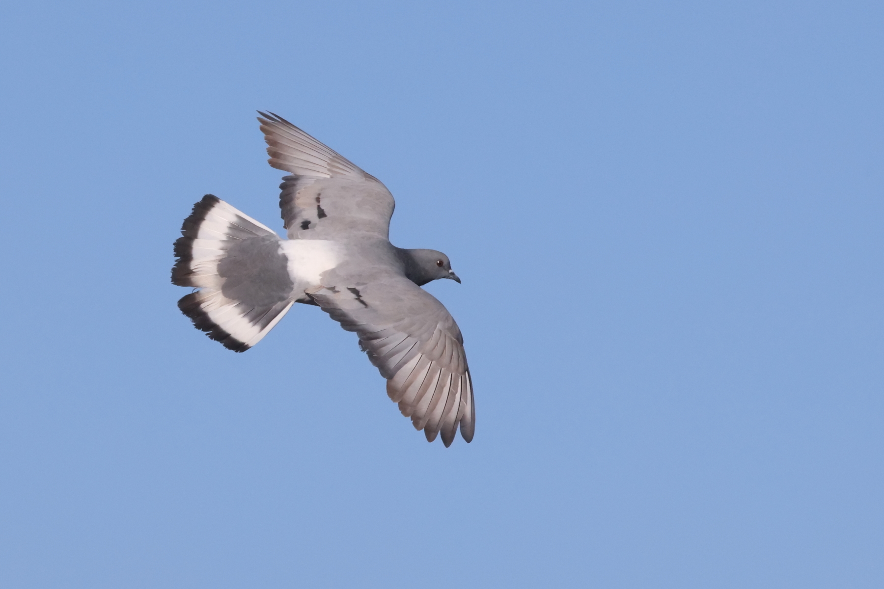 Hill Pigeon (image by János Oláh)