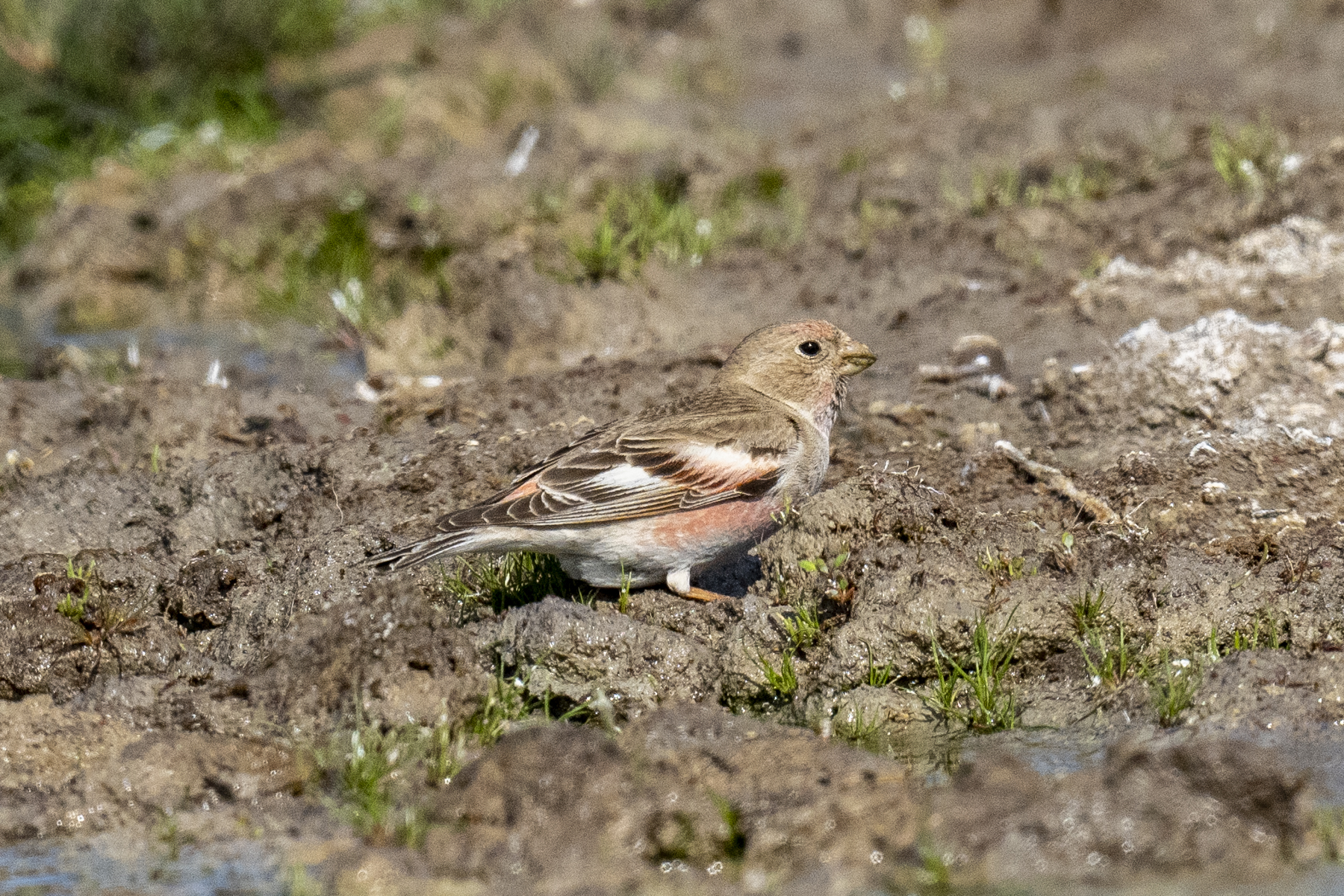 Mongolian Finch in Kazakhstan (image by Mark Beaman)