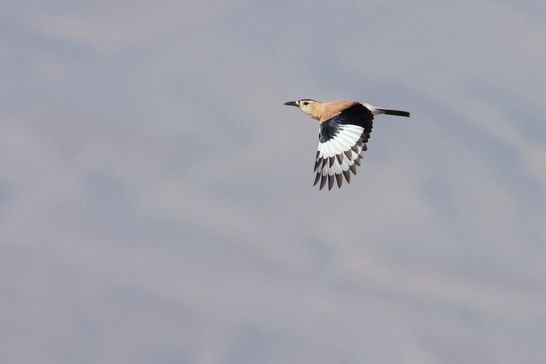 Mongolian Ground Jay (image by János Oláh)