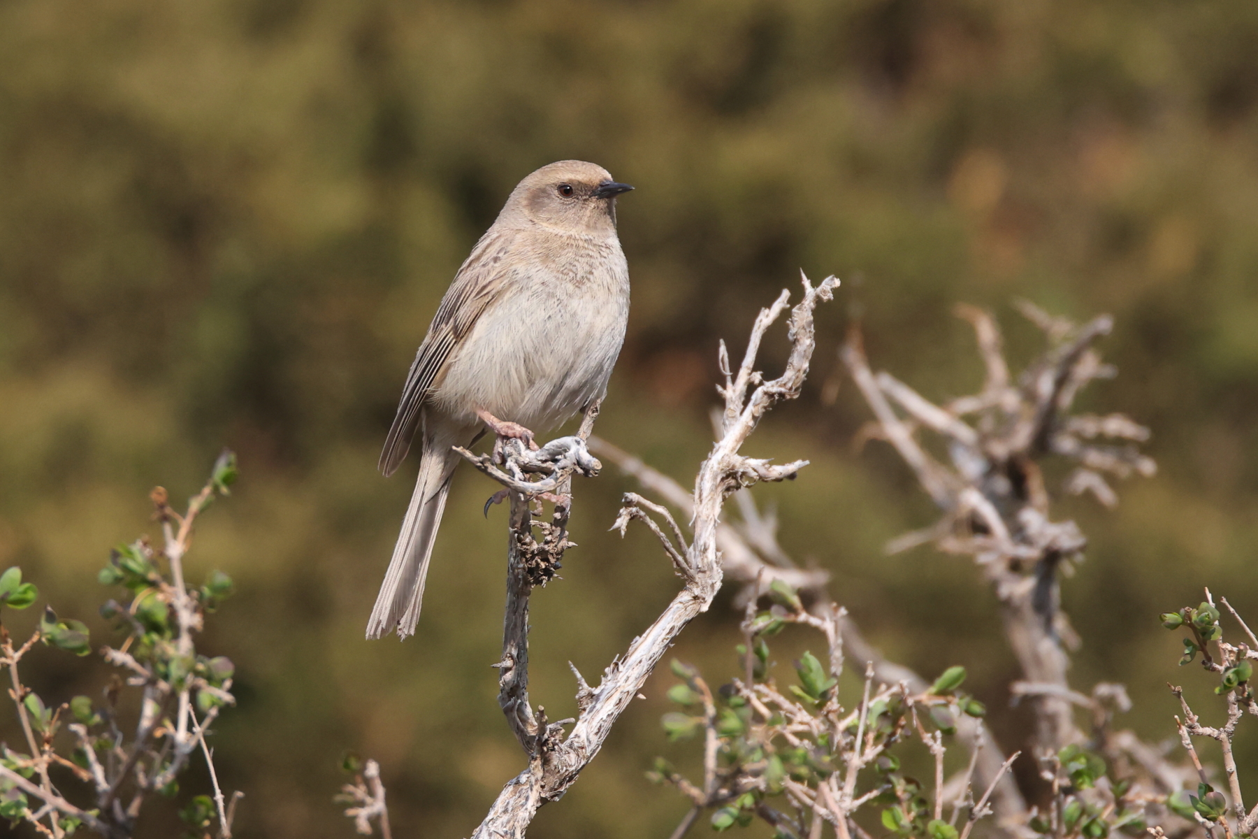 Mongolian or Kozlov's Accentor (image by János Oláh)