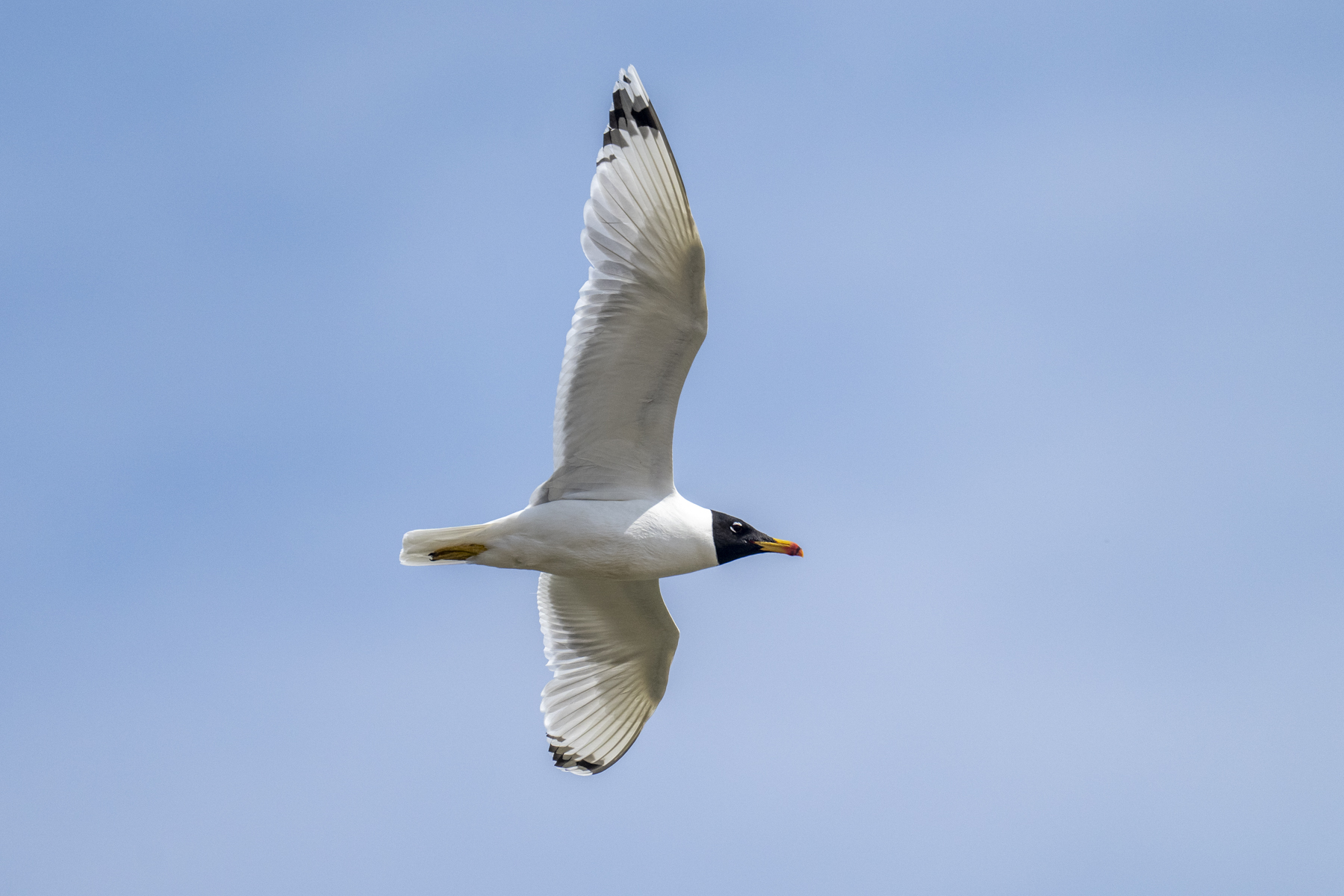 Pallas's Gull in Kazakhstan (image by Mark Beaman)