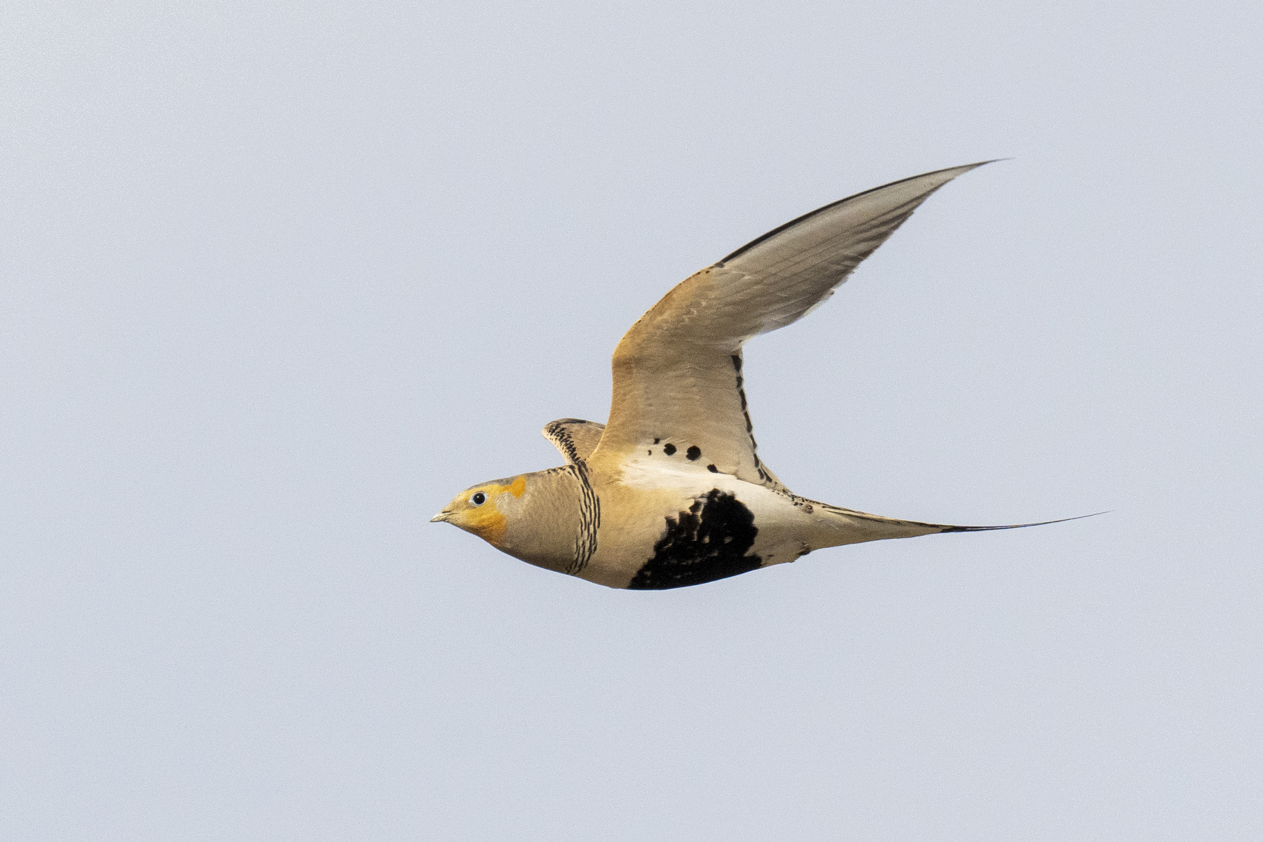 Pallas's Sandgrouse in Kazakhstan (image by Mark Beaman)