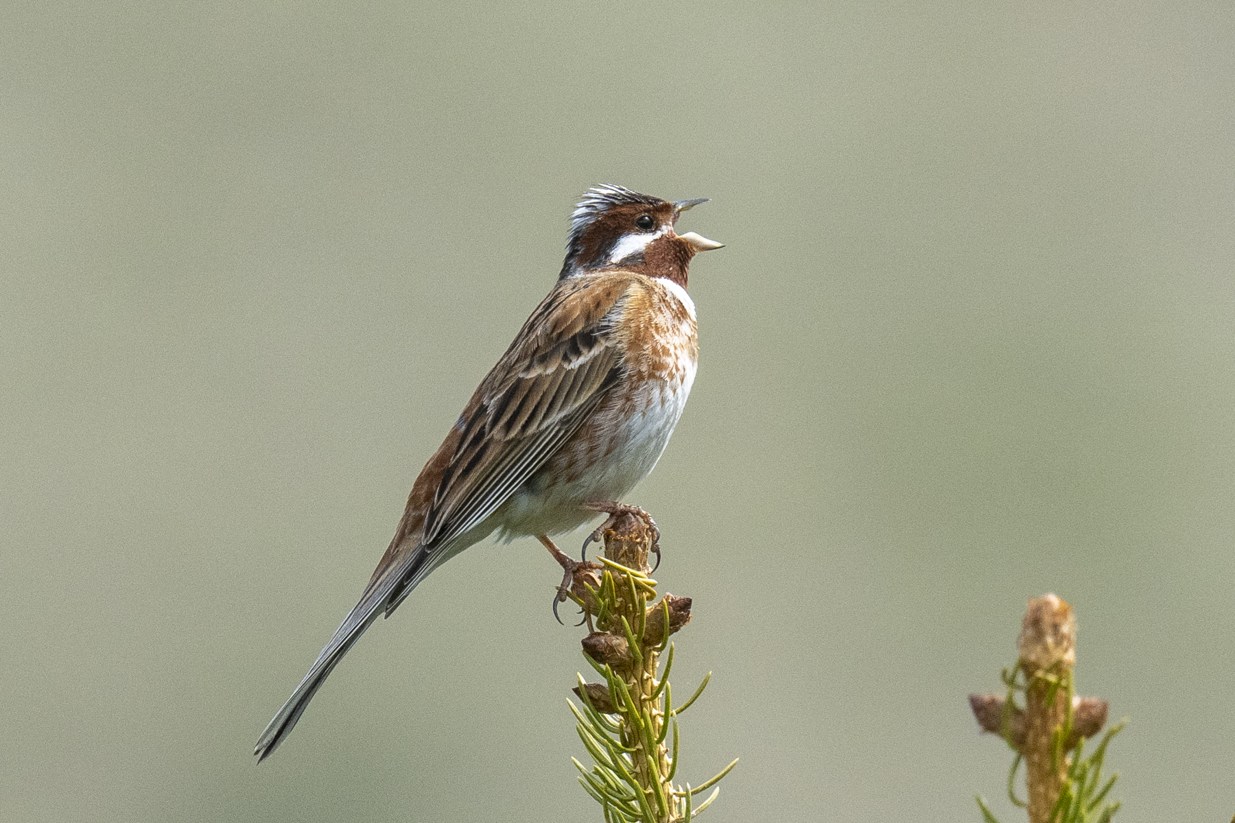 Pine Bunting in Kazakhstan (image by Mark Beaman)