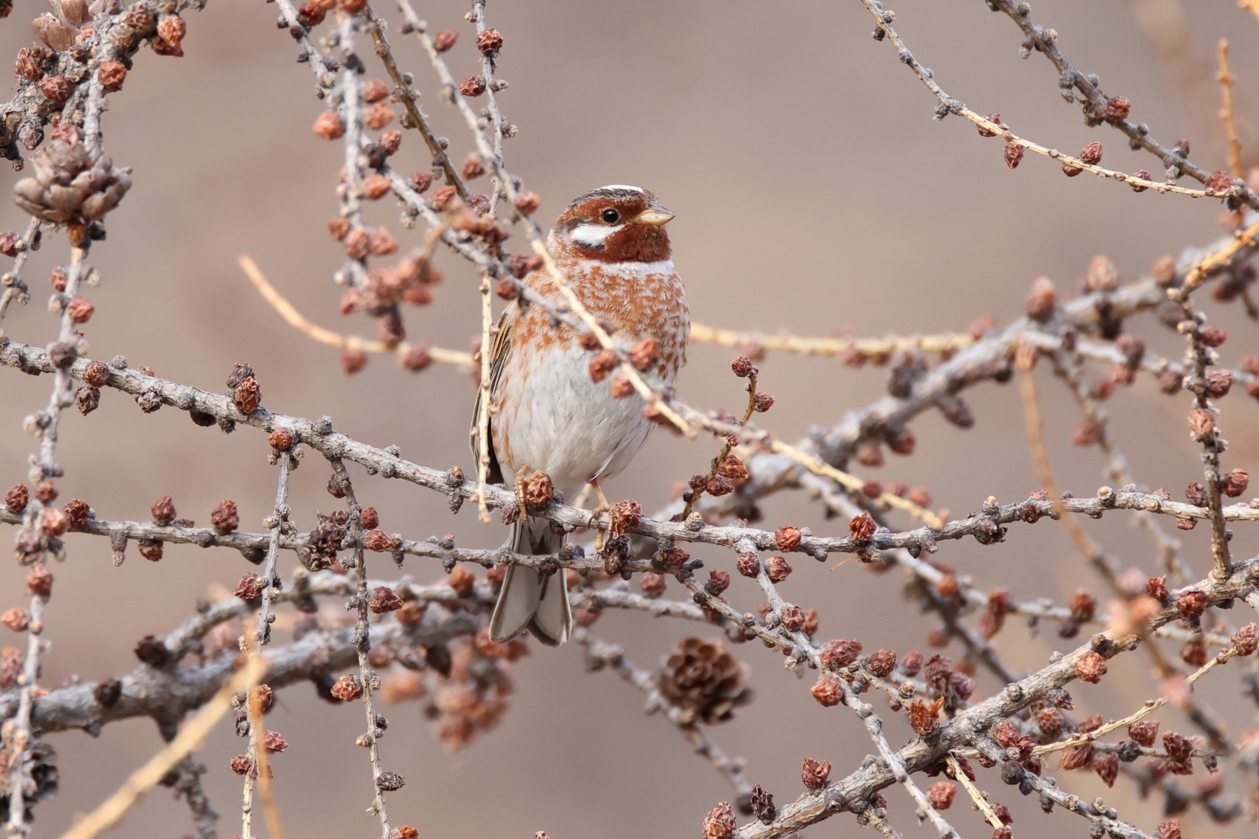Pine Bunting (image by János Oláh)