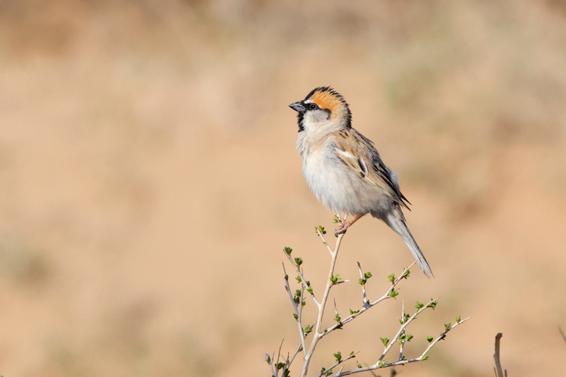 Saxaul Sparrow (image by János Oláh)