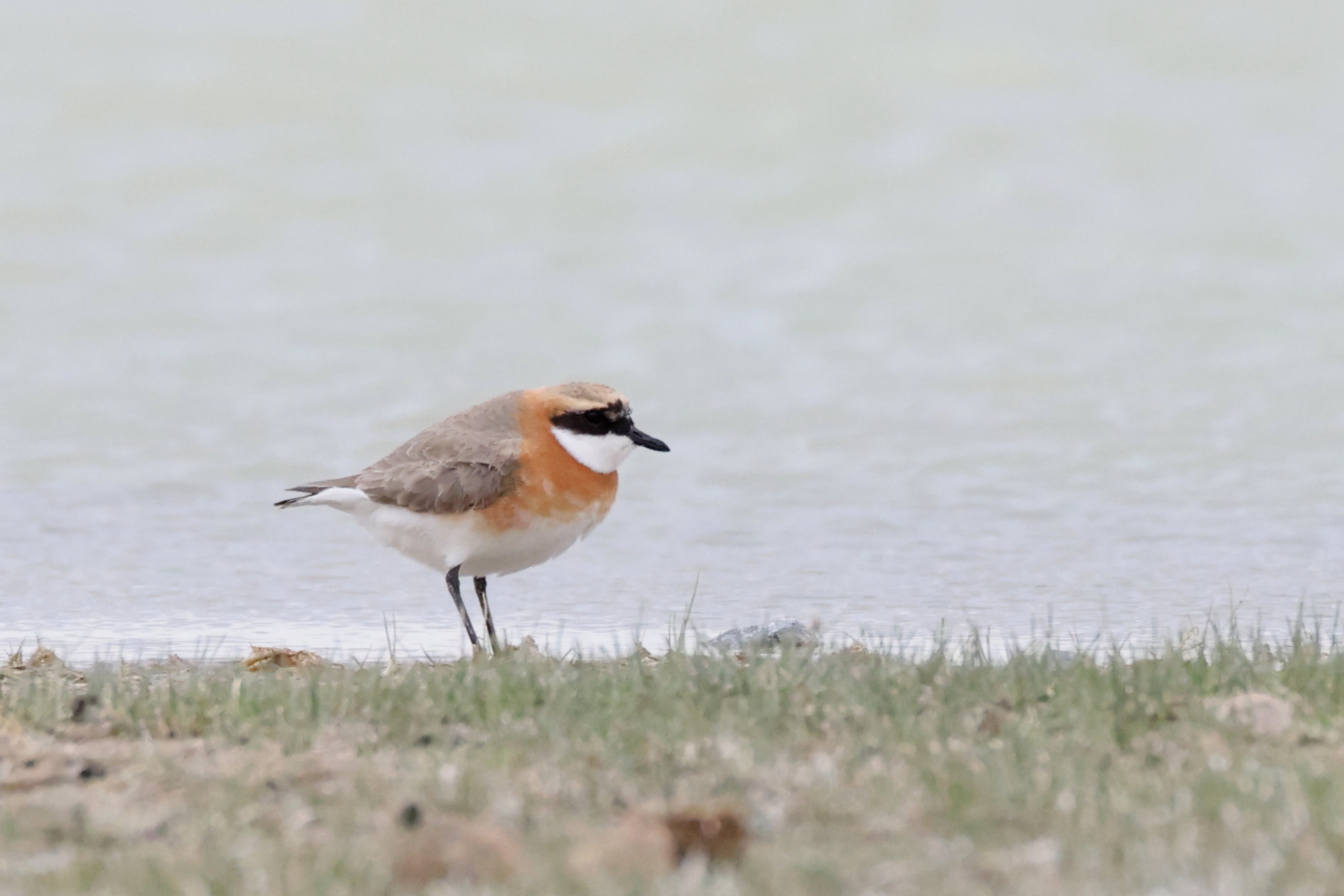 'Siberian' Lesser Sand Plover (image by János Oláh)