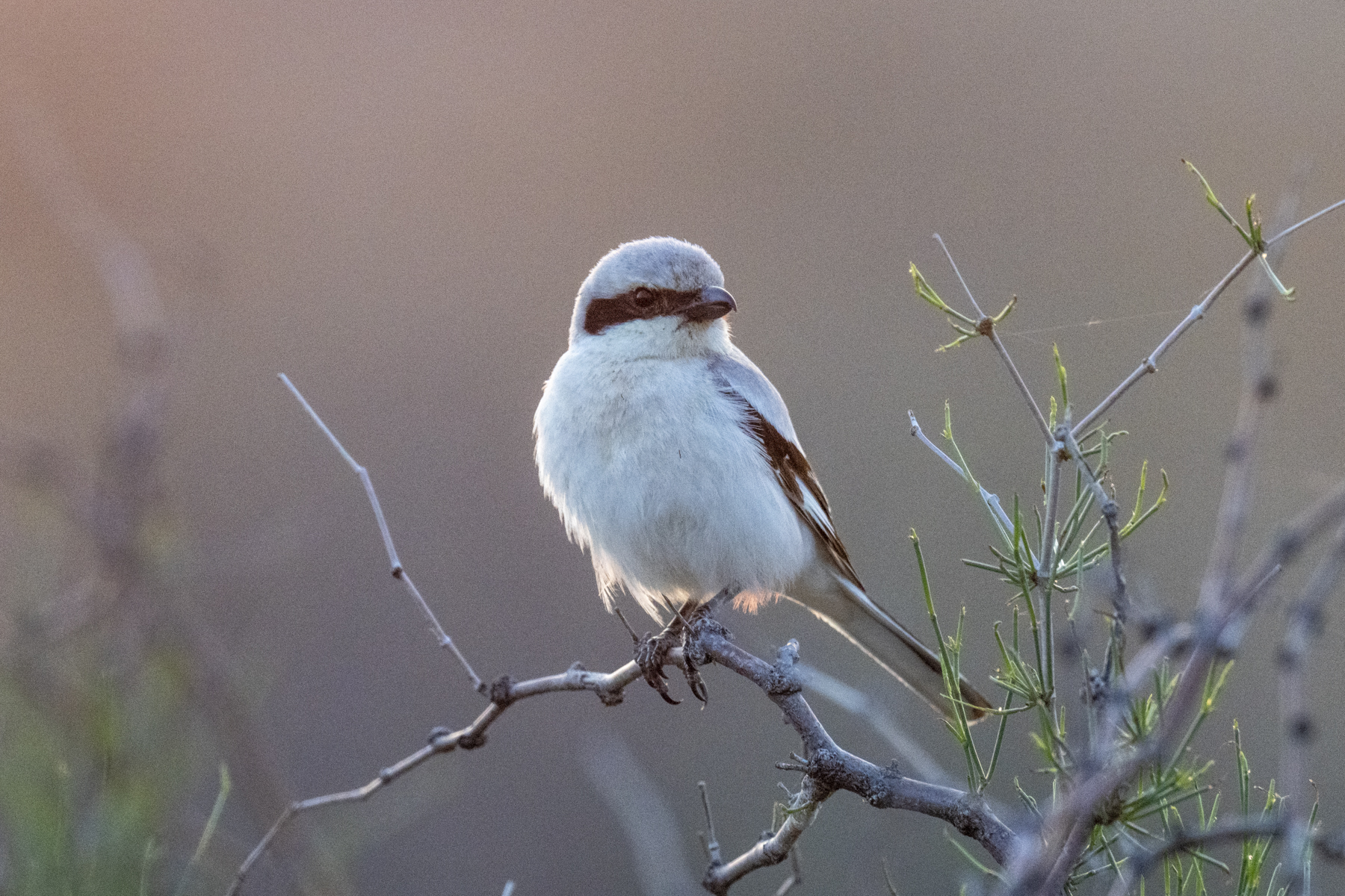 Steppe Grey Shrike in Kazakhstan (image by Mark Beaman)