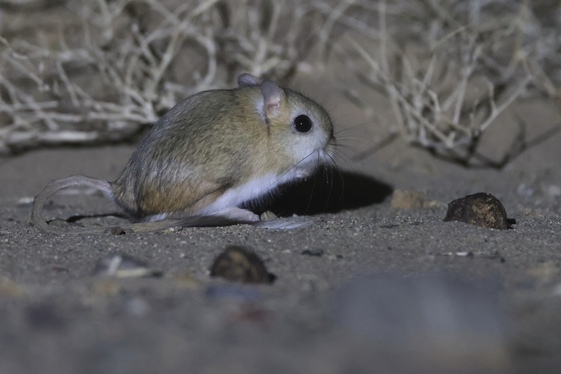 Three-toed Jerboa (image by János Oláh)