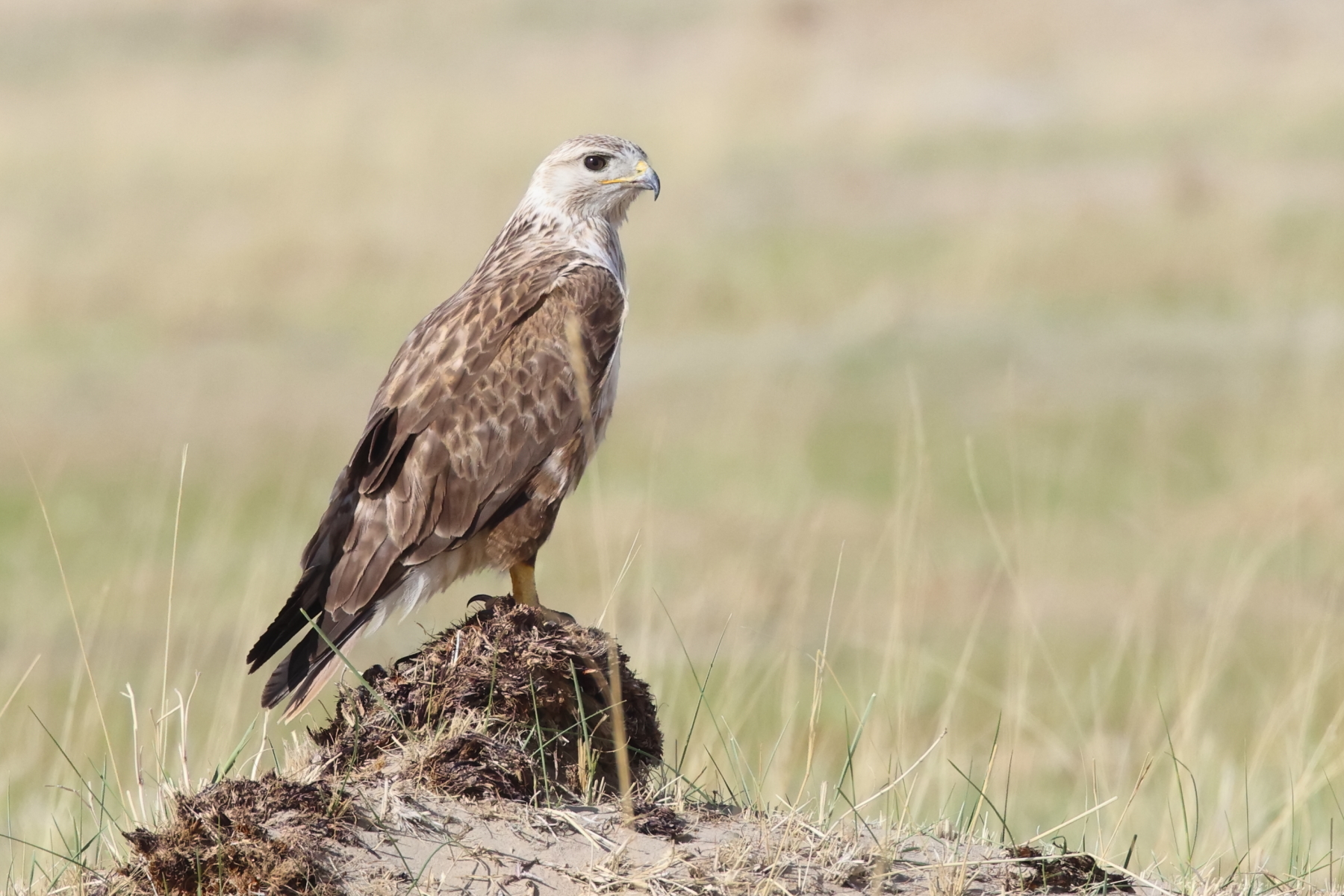 Upland Buzzard (image by János Oláh)