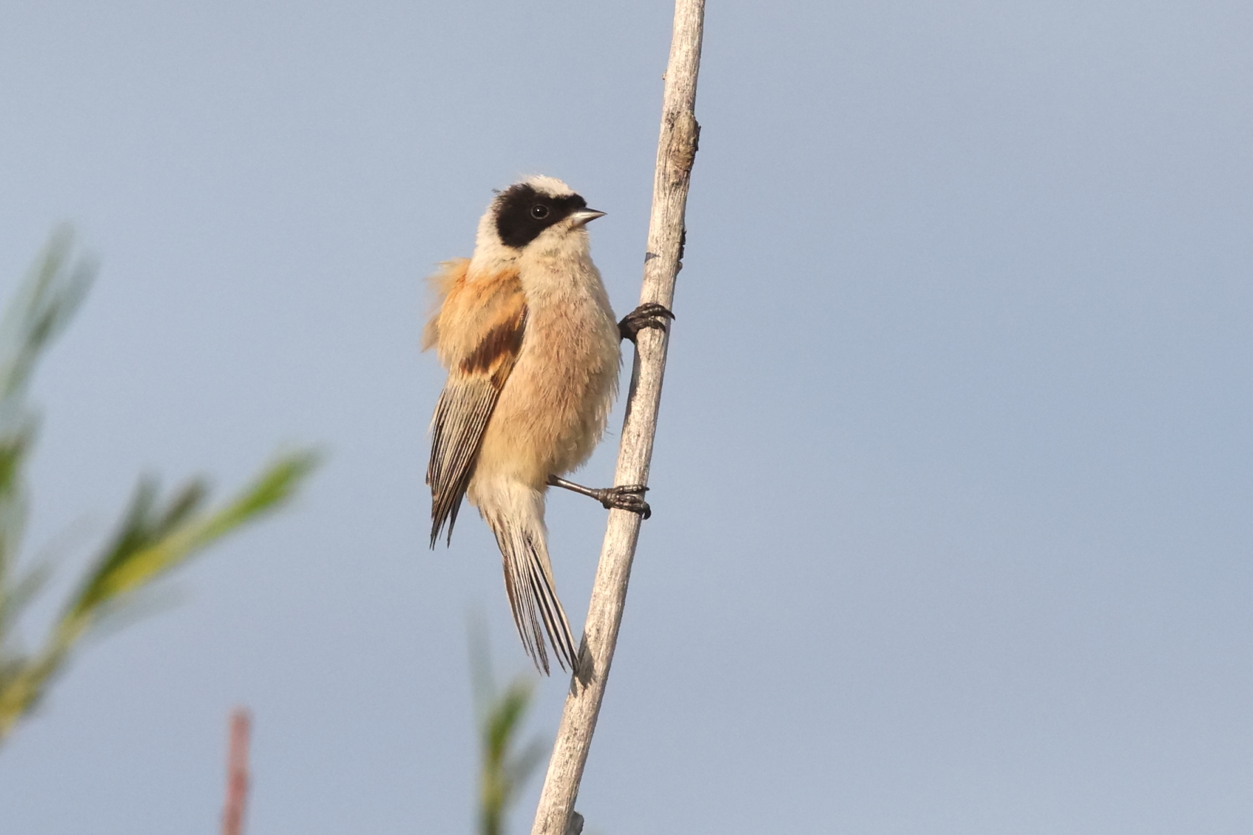 White-crowned Penduline Tit (image by János Oláh)