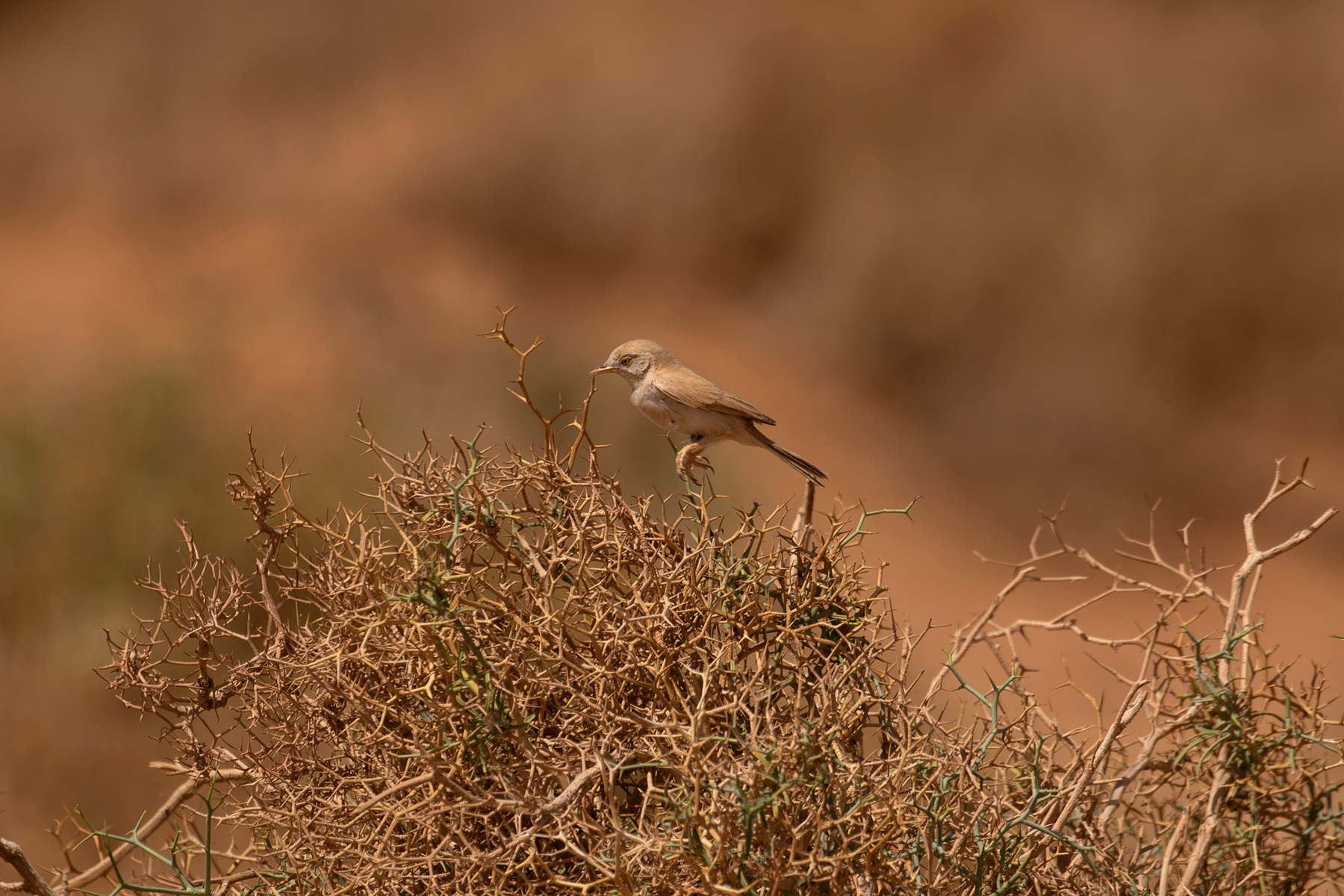 African Desert Warbler (image by Diedert Koppenol)