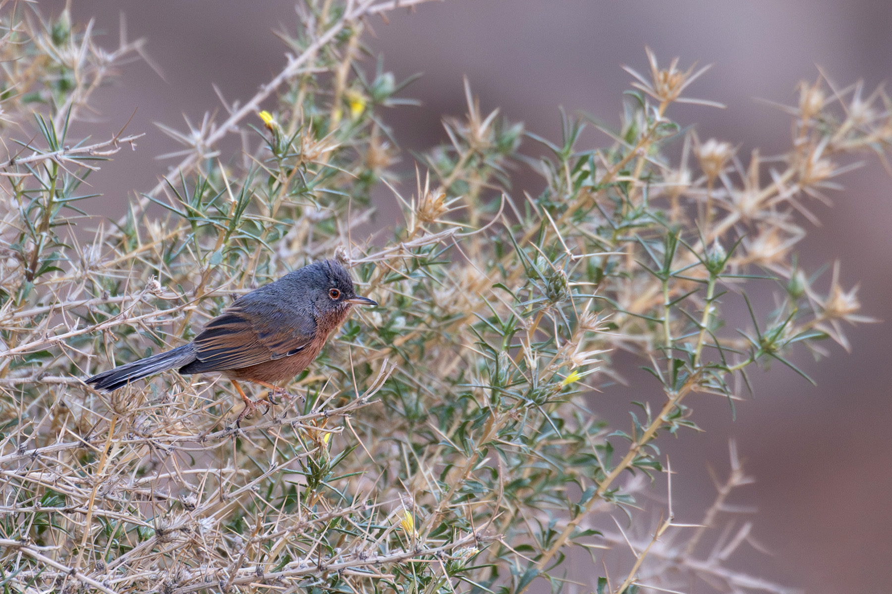 Tristram's Warbler (image by Diedert Koppenol)