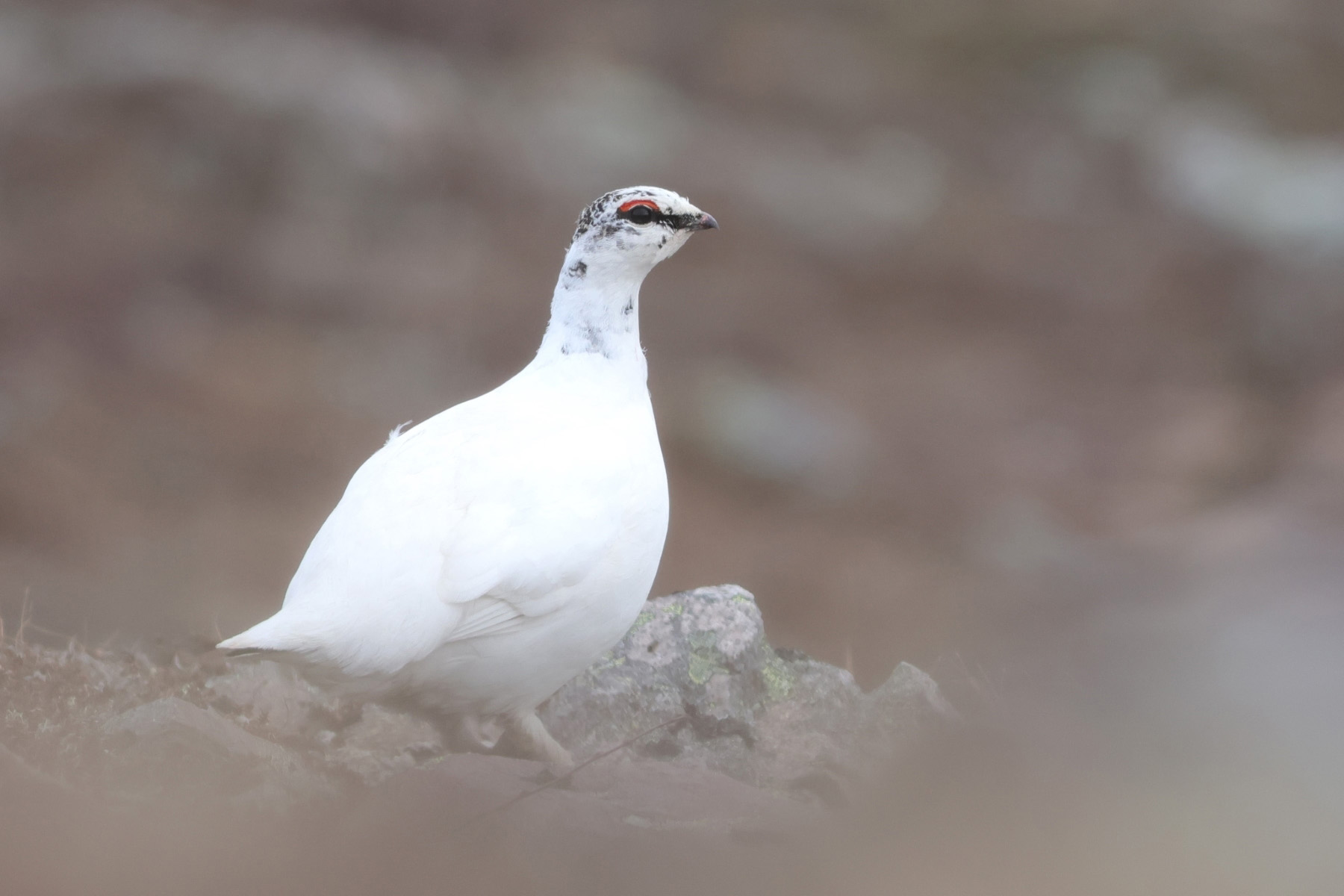 Rock Ptarmigan (image by Hannu Jännes)