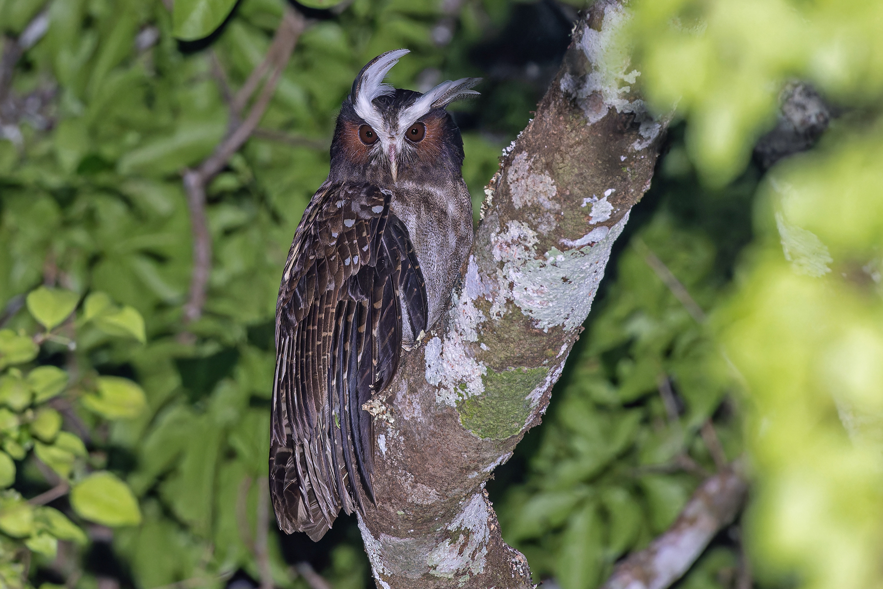 Crested Owl (image by Pete Morris)