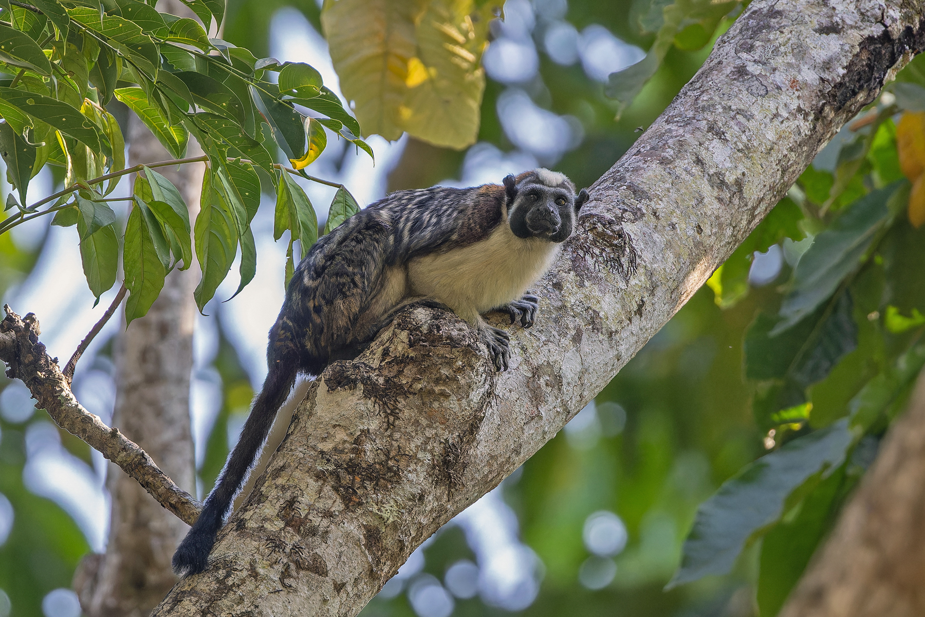 Geoffroy's Tamarin (image by Pete Morris)