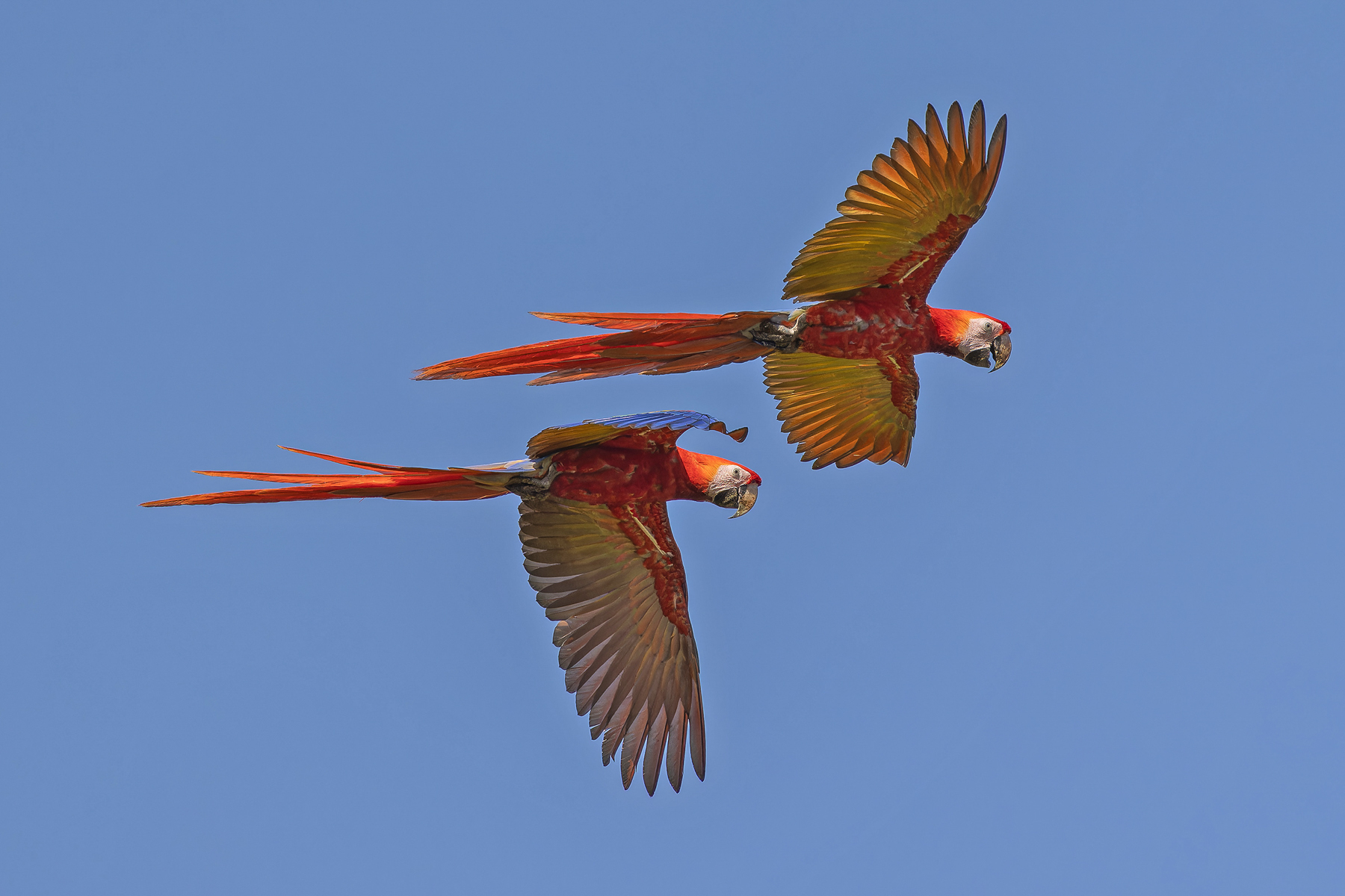 Scarlet Macaws (image by Pete Morris)