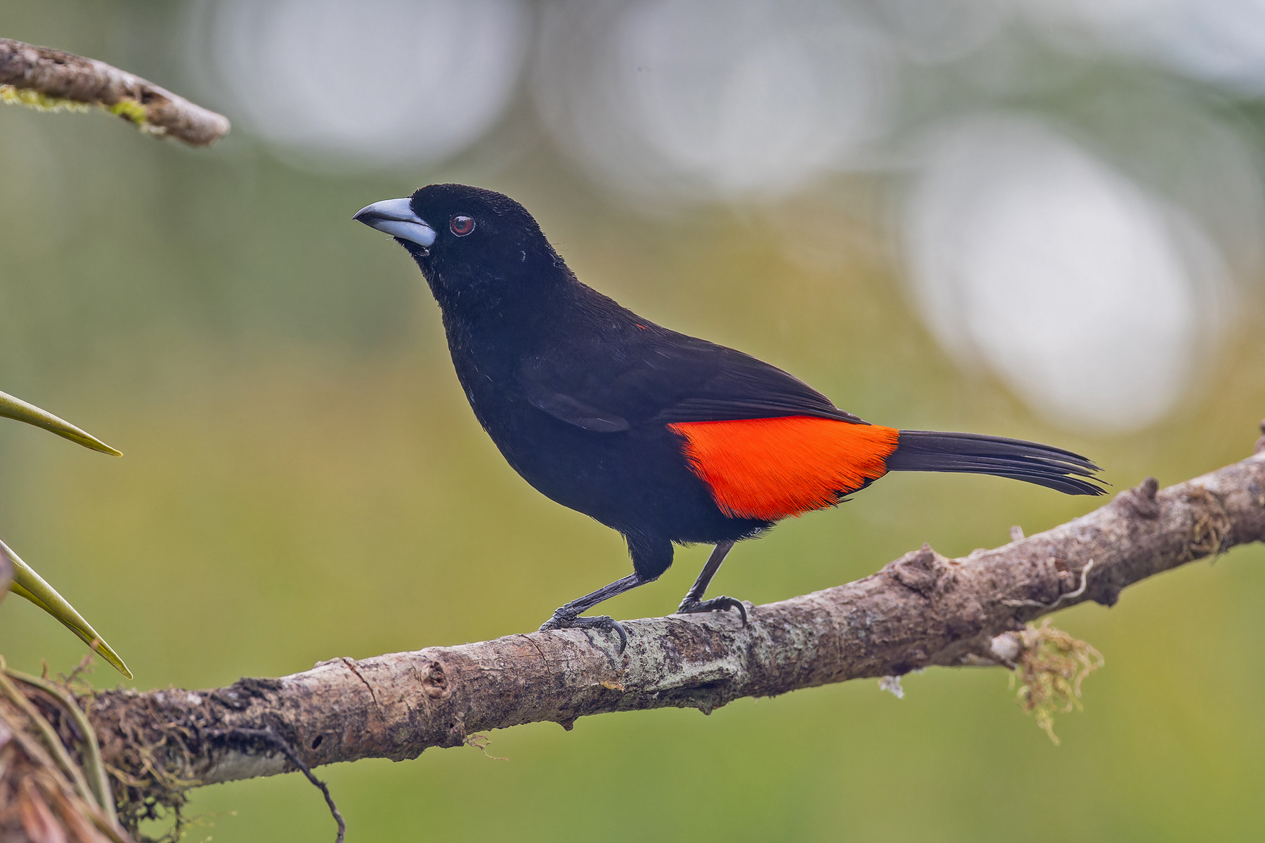Scarlet-rumped Tanager (image by Pete Morris)
