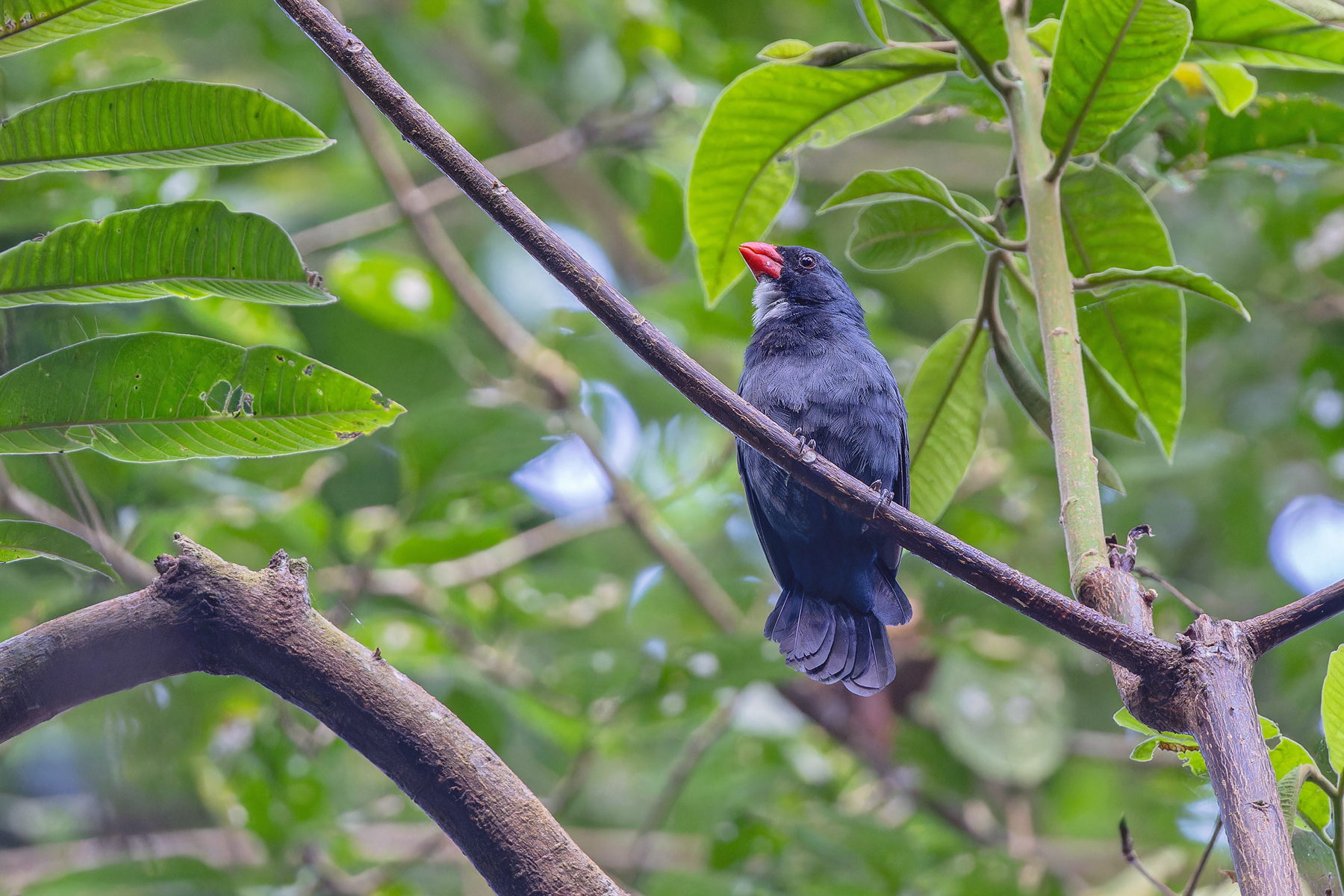 Slate-coloured Grosbeak (image by Pete Morris)