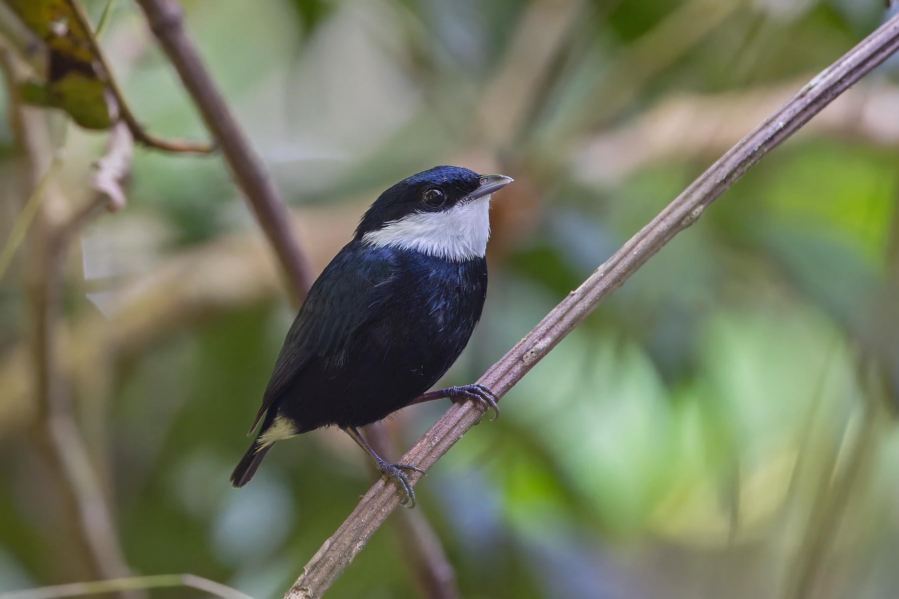 White-ruffed Manakin (image by Pete Morris)