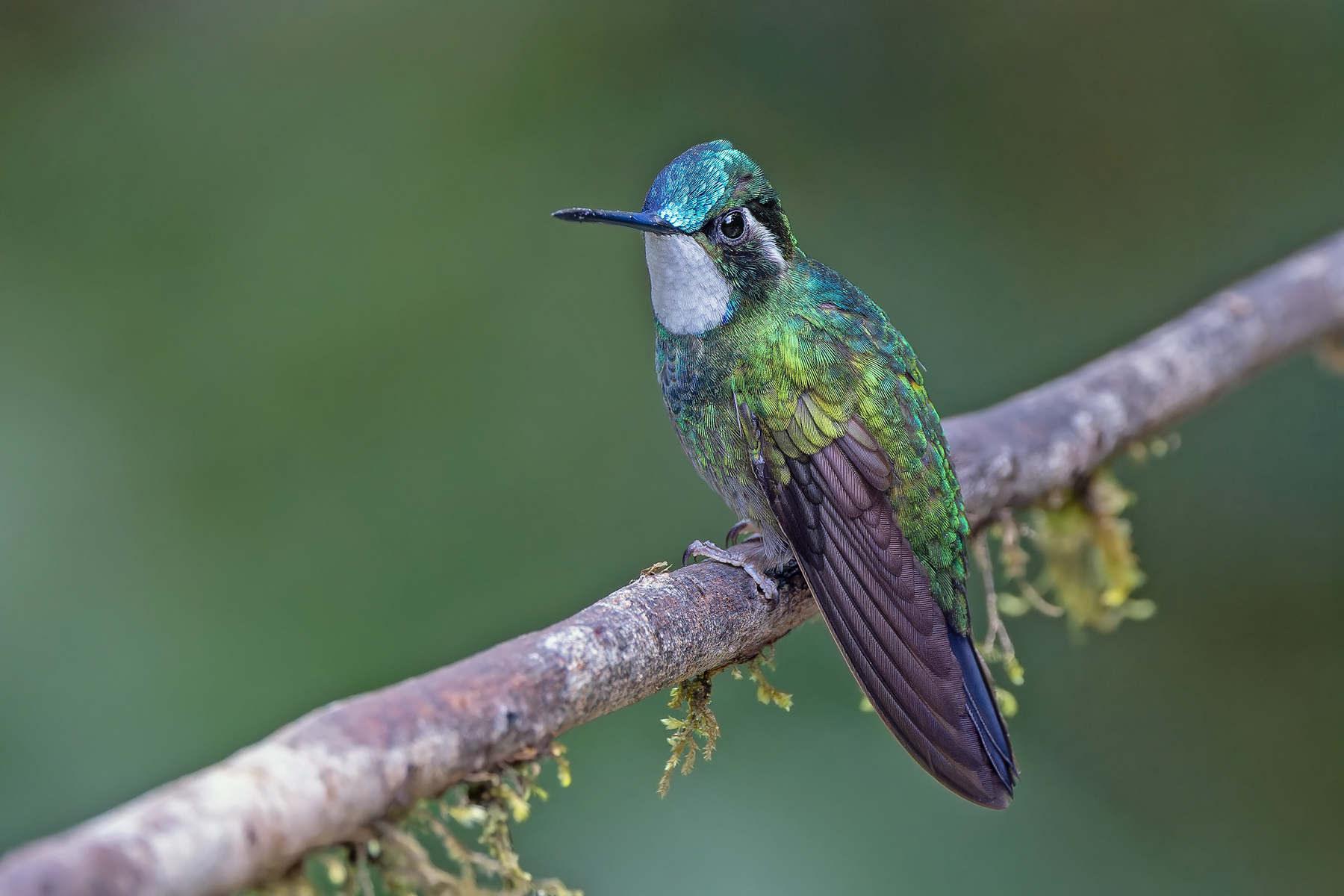 White-throated Mountaingem (image by Pete Morris)