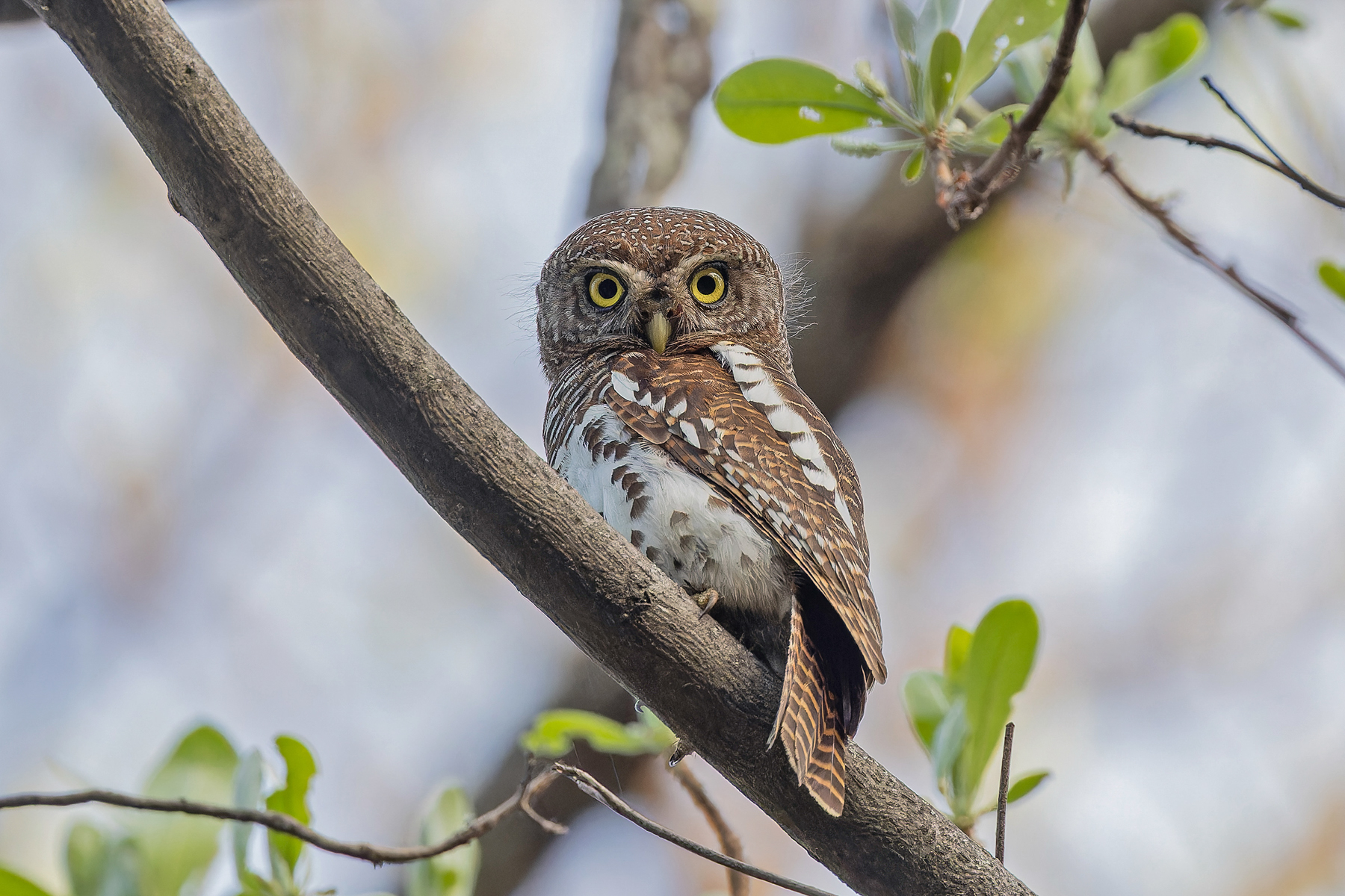 African Barred Owlet (image by Pete Morris)