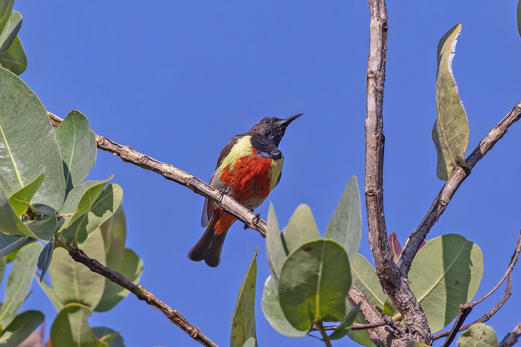 Anchieta's Sunbird (image by Pete Morris)