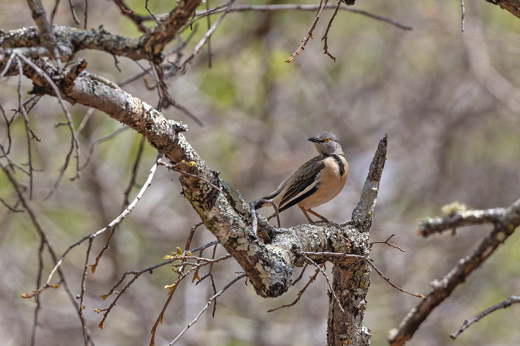 Babbling Starling (image by Pete Morris)