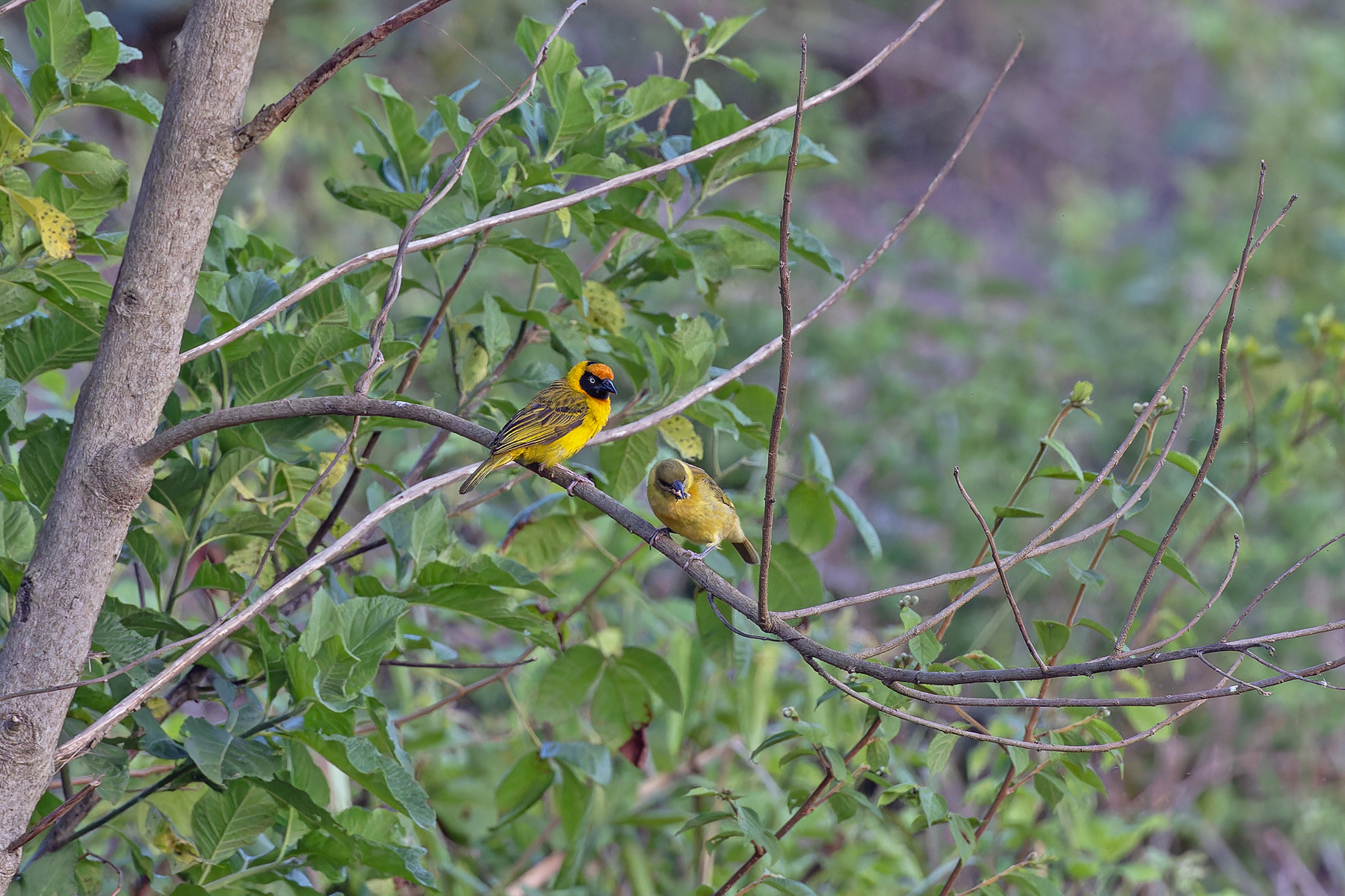 Bertram's Weaver (image by Pete Morris)