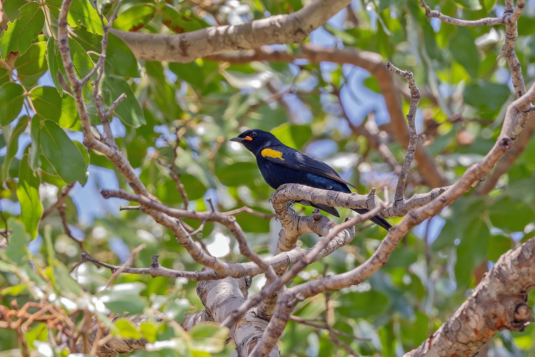 Black Cuckooshrike (image by Pete Morris)
