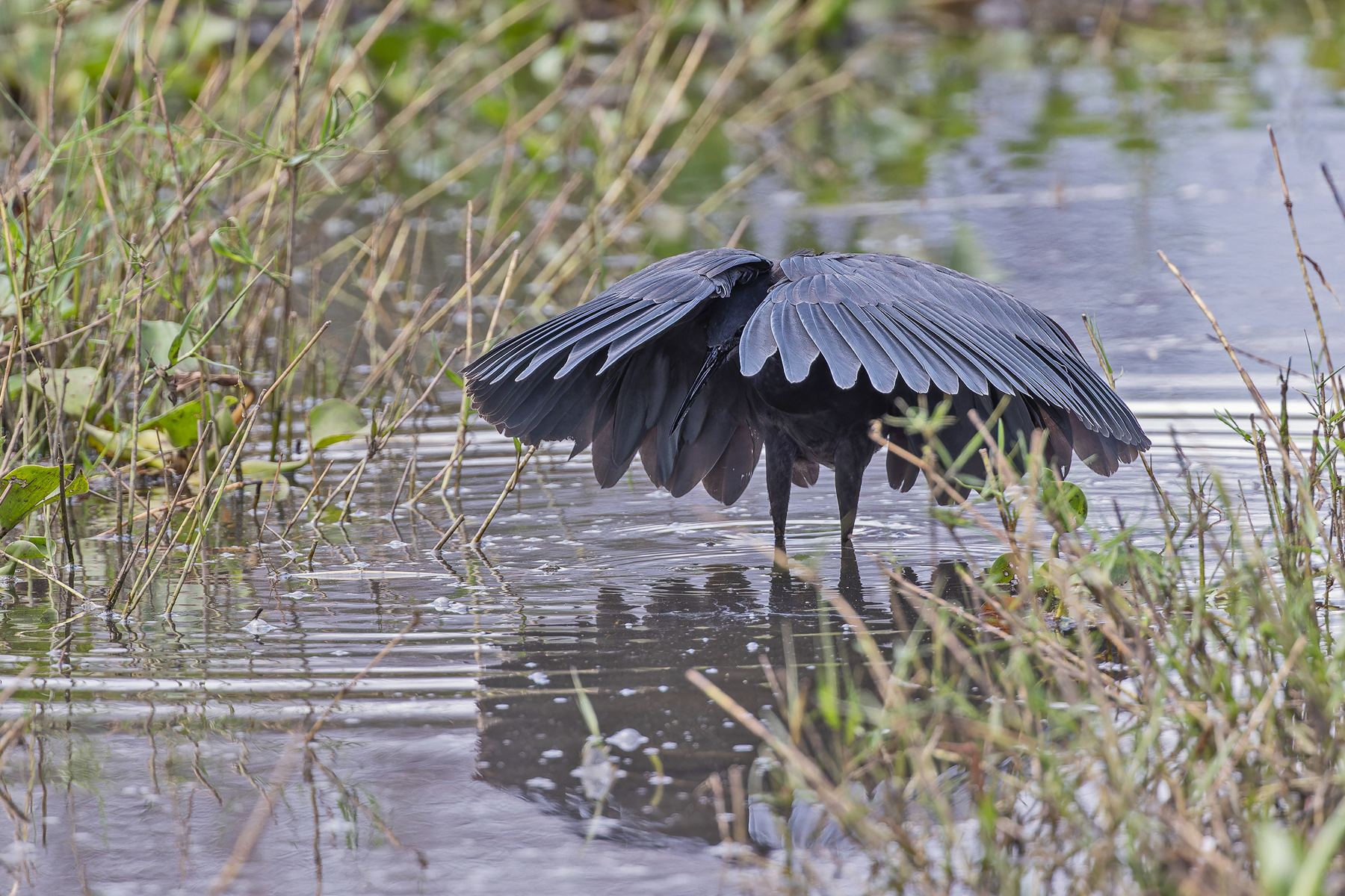 Black Heron (image by Pete Morris)