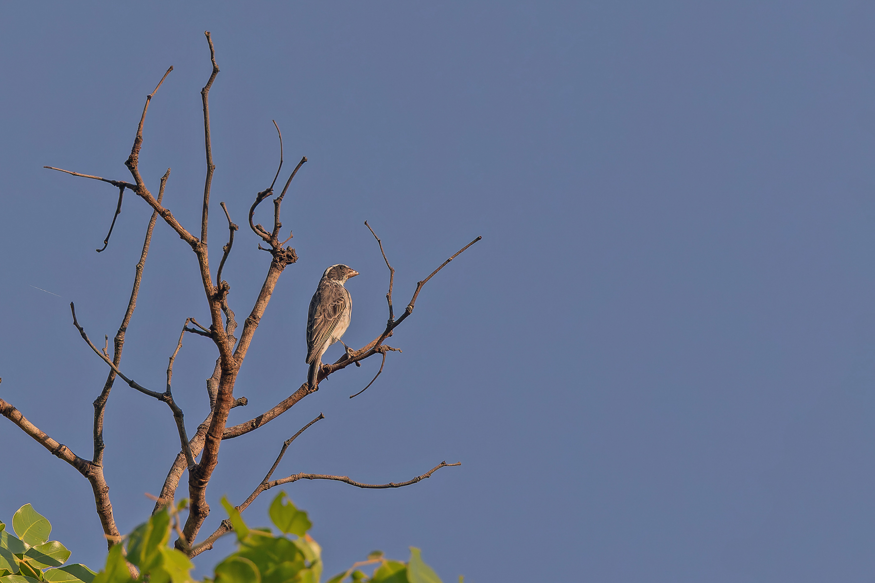 Black-eared Seedeater (image by Pete Morris)