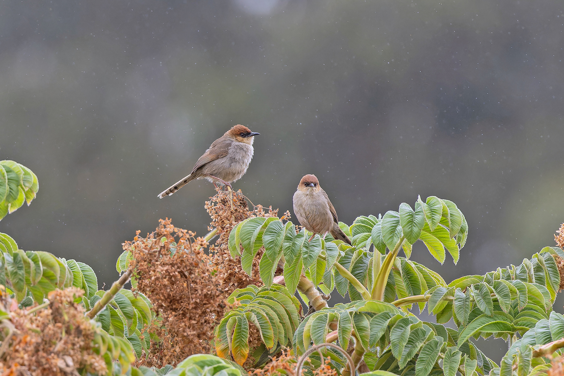 Black-lored Cisticola (image by Pete Morris)