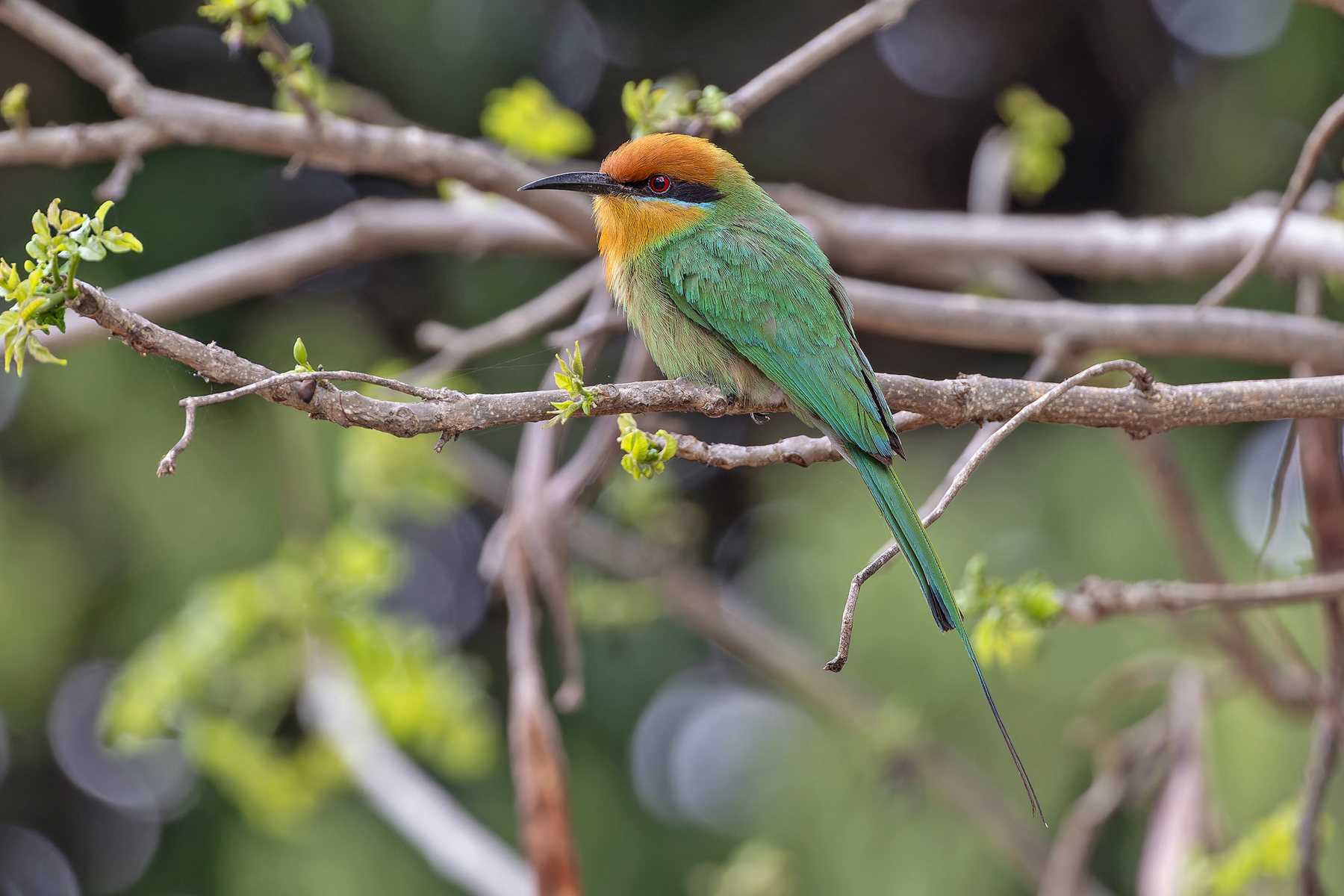 Böhm's Bee-eater (image by Pete Morris)