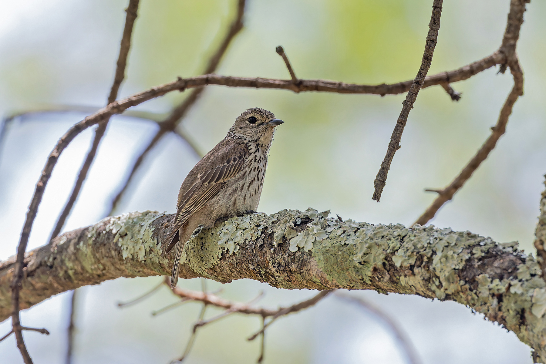Böhm's Flycatcher (image by Pete Morris)