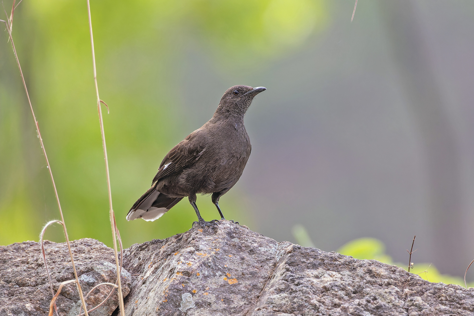 Boulder Chat (image by Pete Morris)