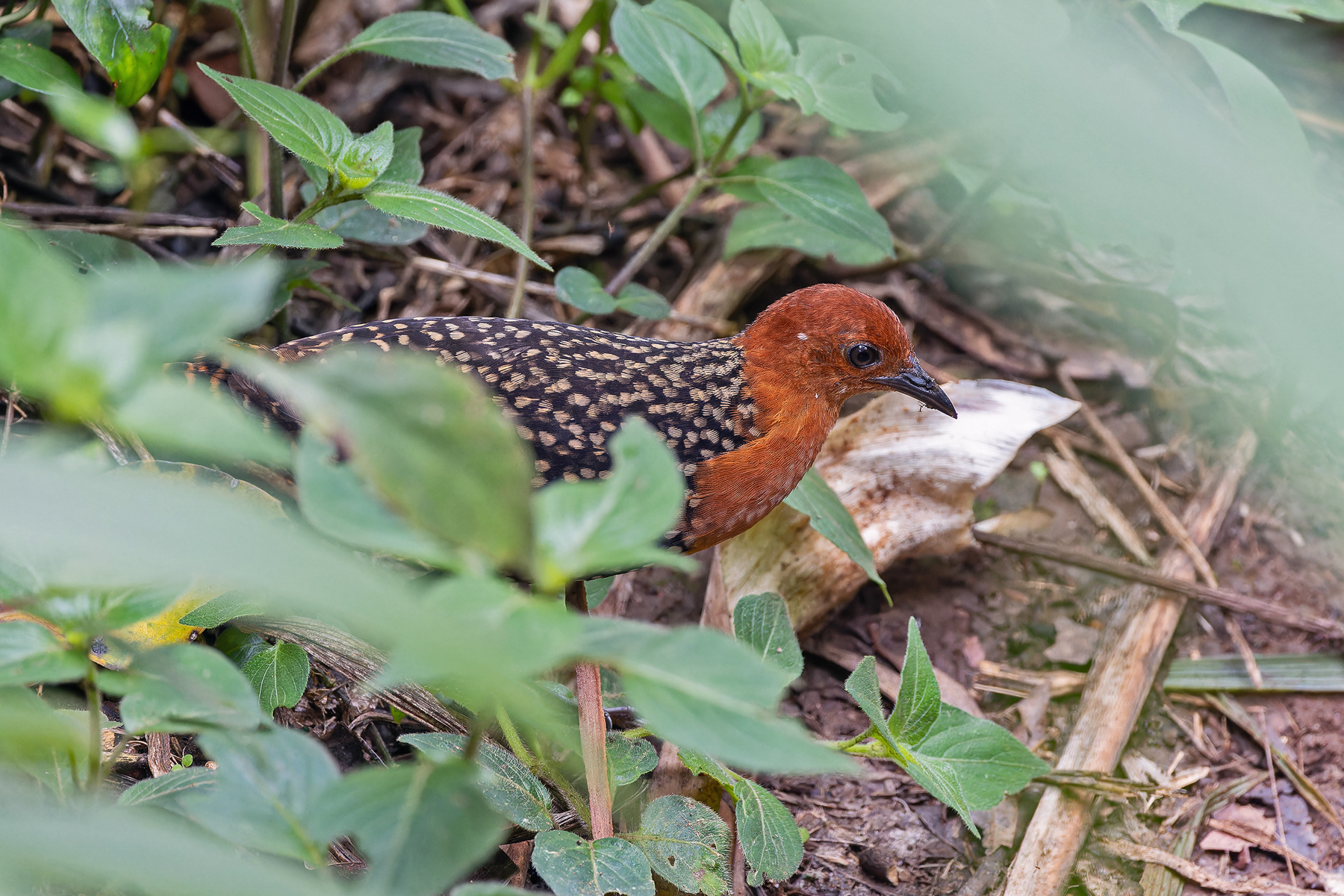 Buff-spotted Flufftail (image by Pete Morris)