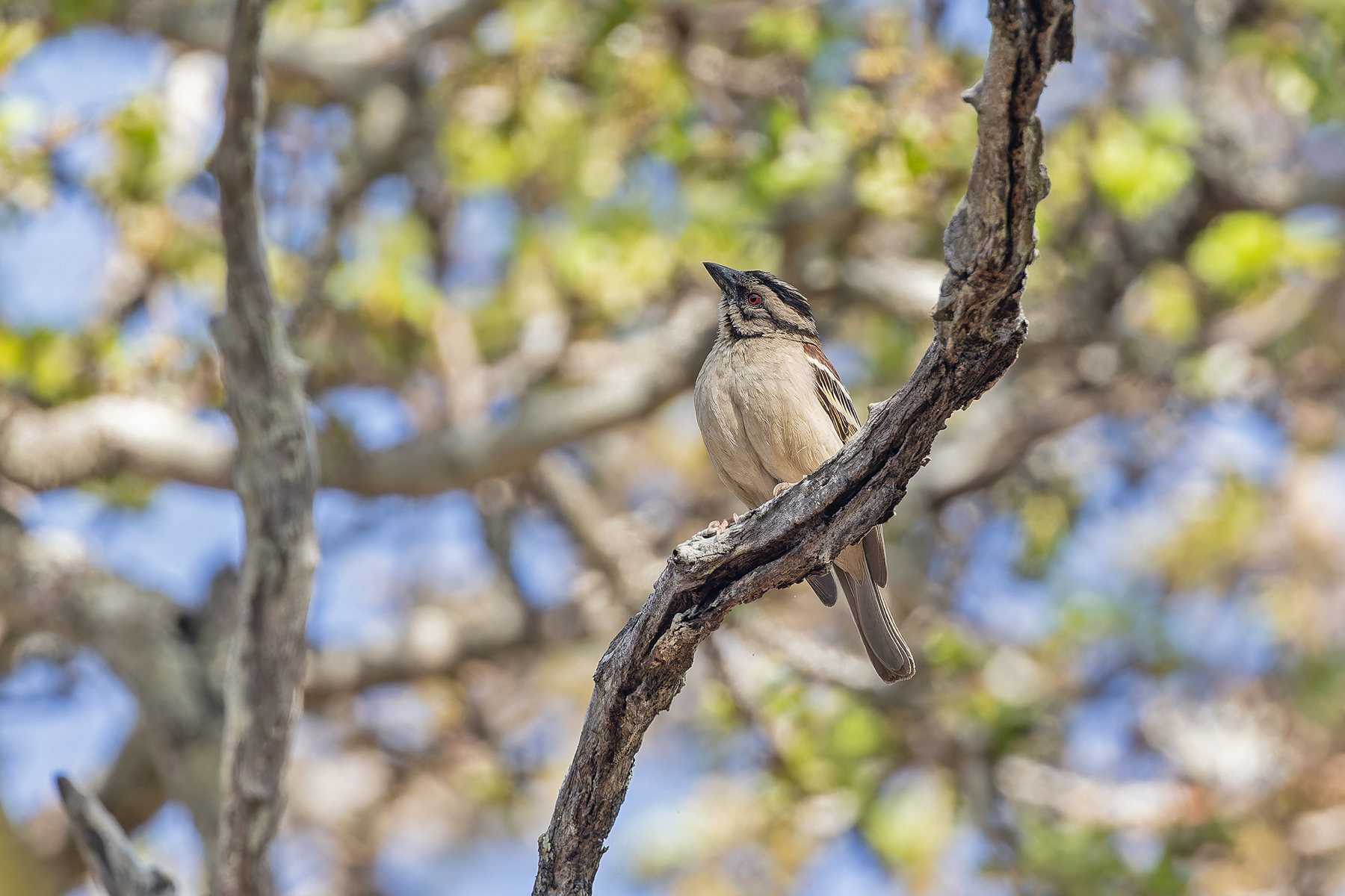 Chestnut-backed Sparrow-Weaver (image by Pete Morris)