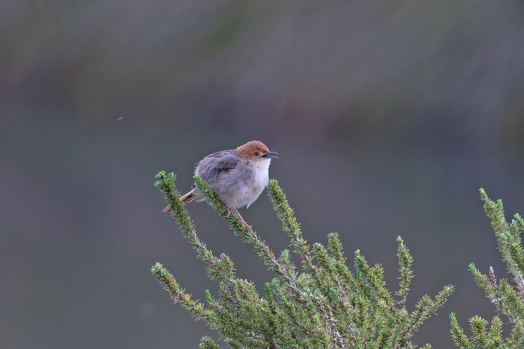 Churring Cisticola (image by Pete Morris)