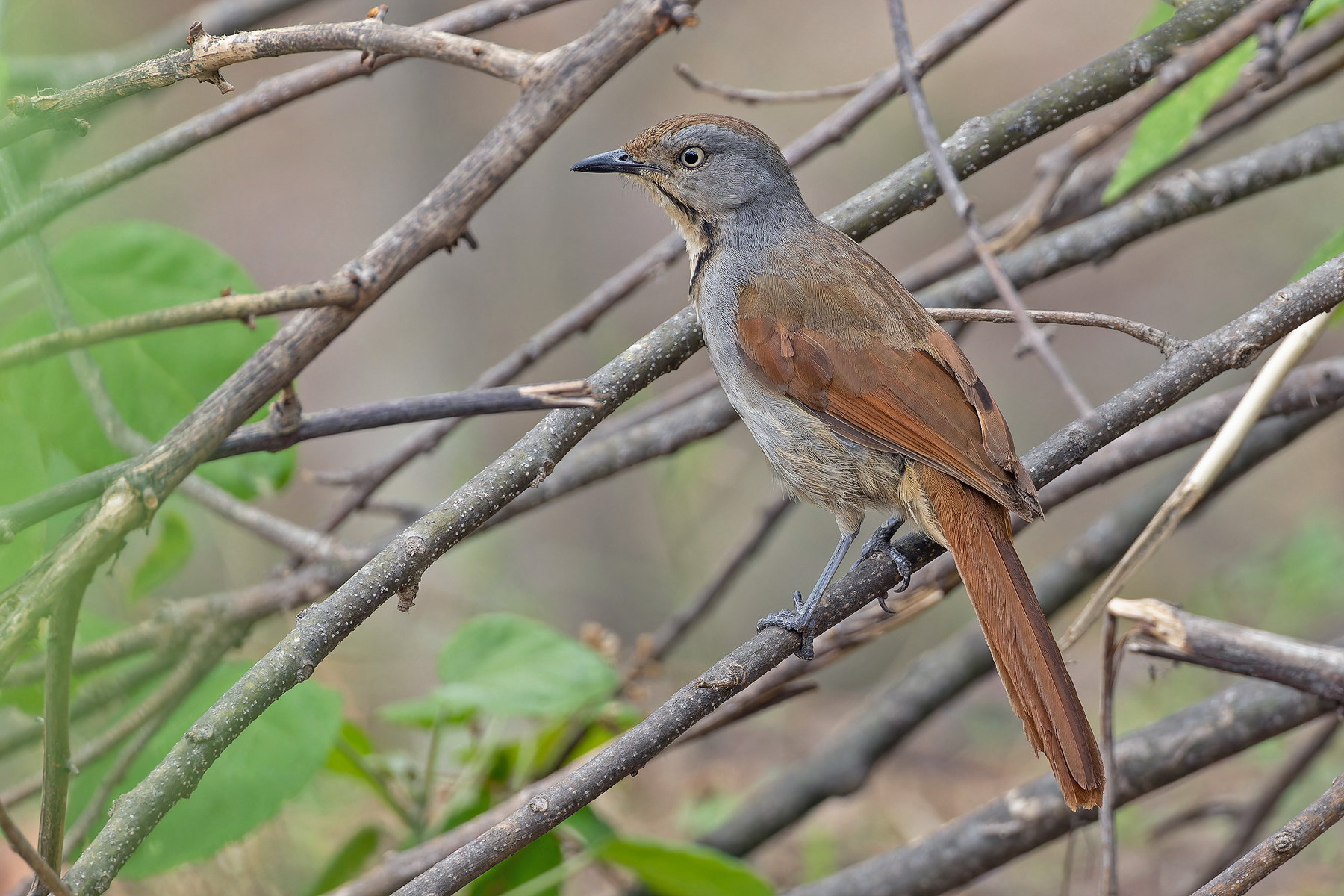 Collared Palm Thrush (image by Pete Morris)
