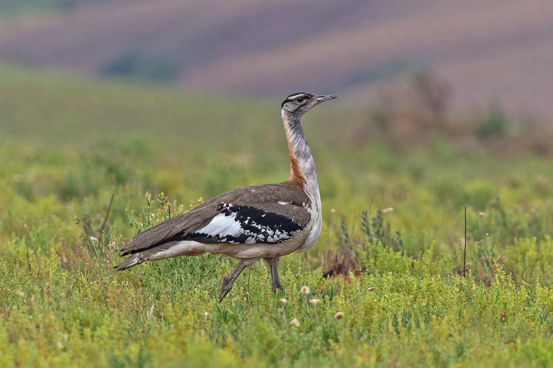 Denham's Bustard (image by Pete Morris)