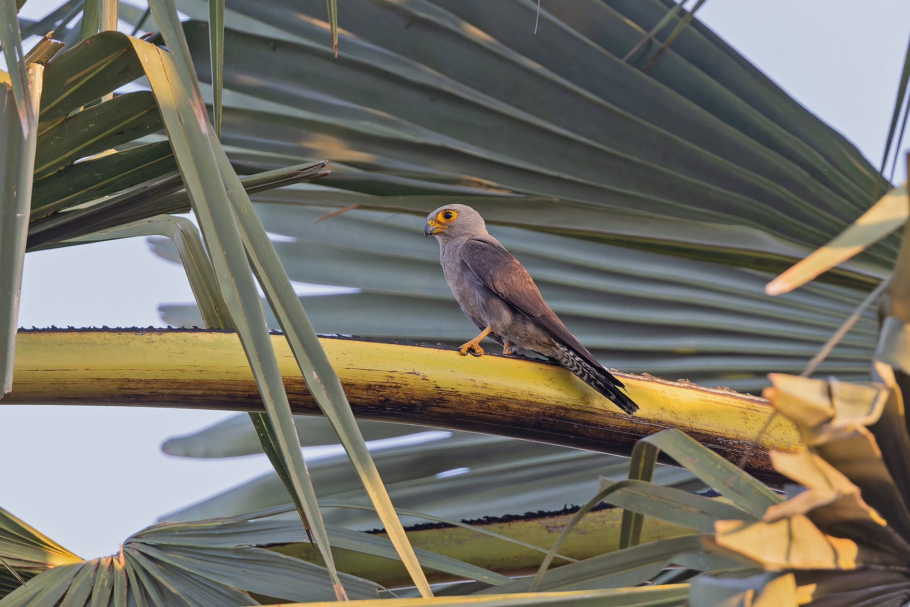 Dickinson's Kestrel (image by Pete Morris)