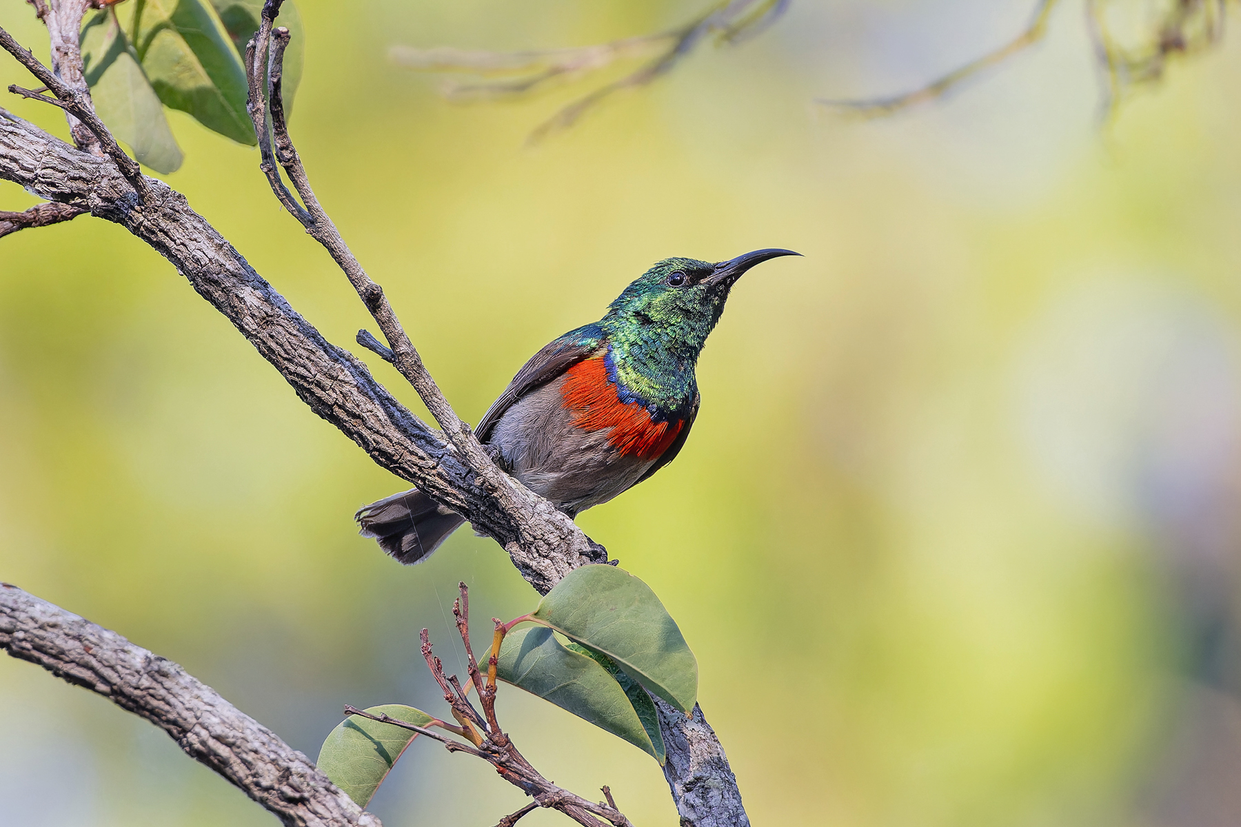 Eastern Miombo Sunbird (image by Pete Morris)